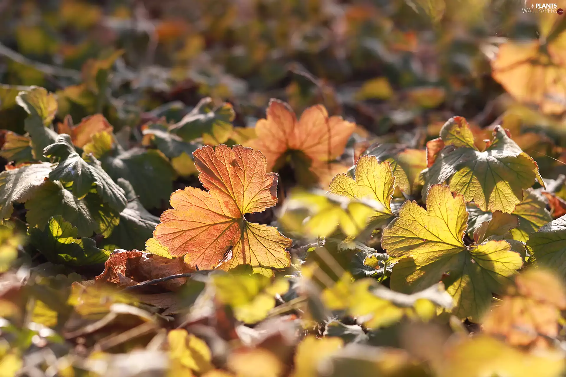 color, Leaf, Plants, illuminated