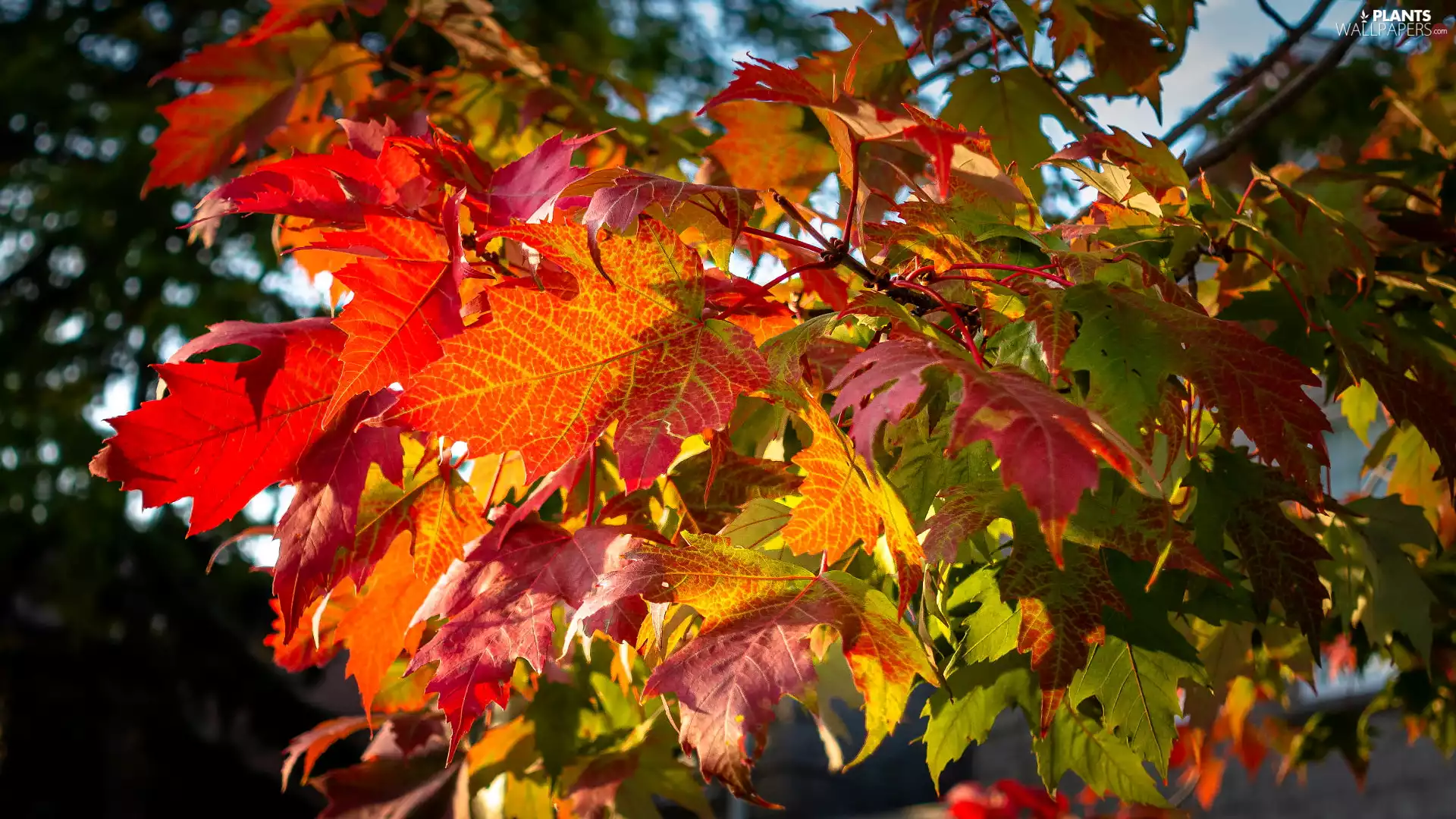color, Leaf, Twigs, illuminated