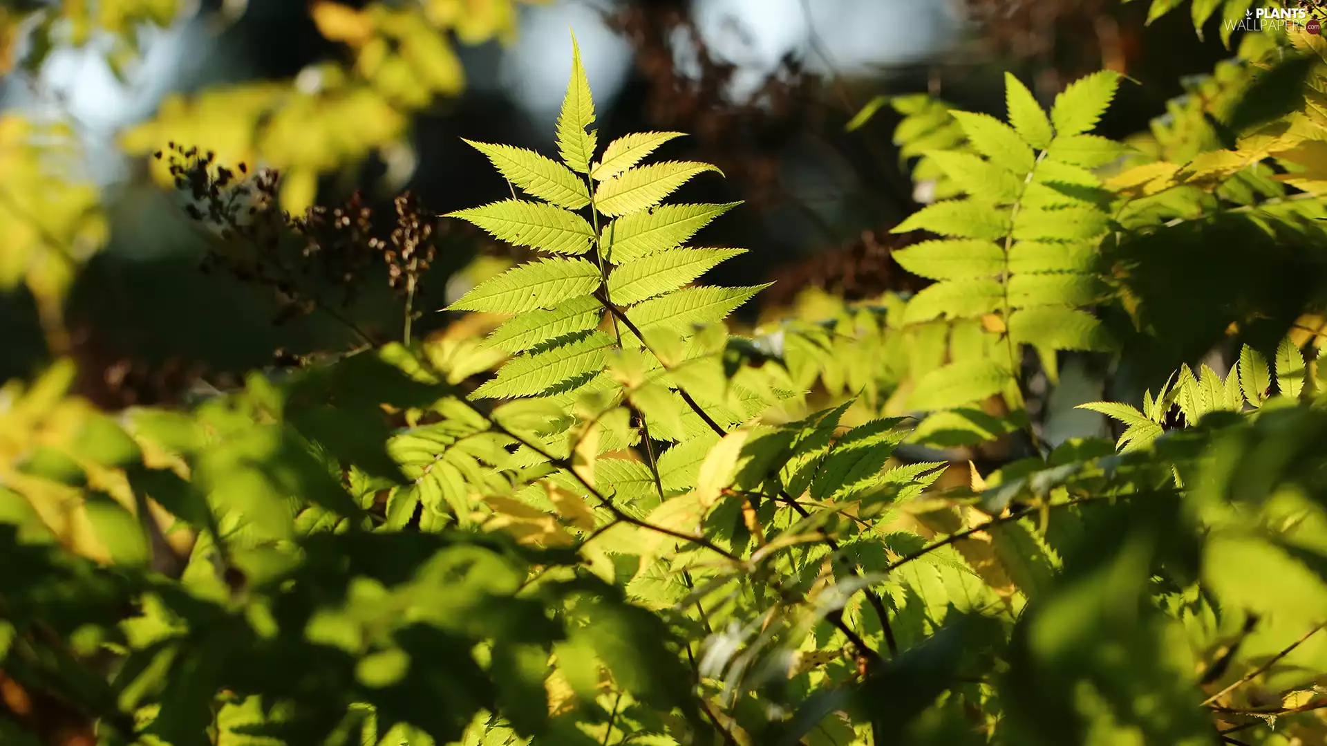 Leaf, green ones, illuminated