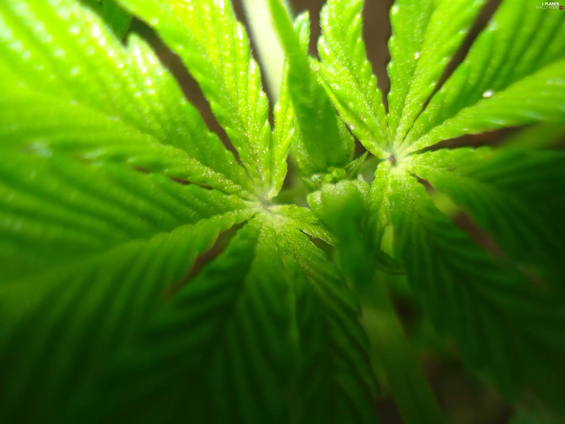 illuminated, Leaf, marijuana