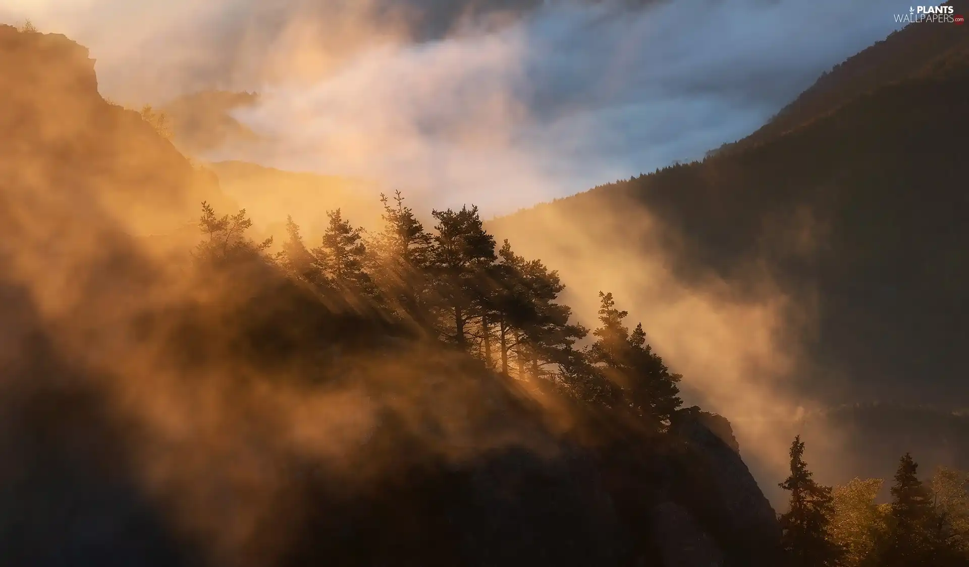 viewes, illuminated, Mountains, trees, Fog