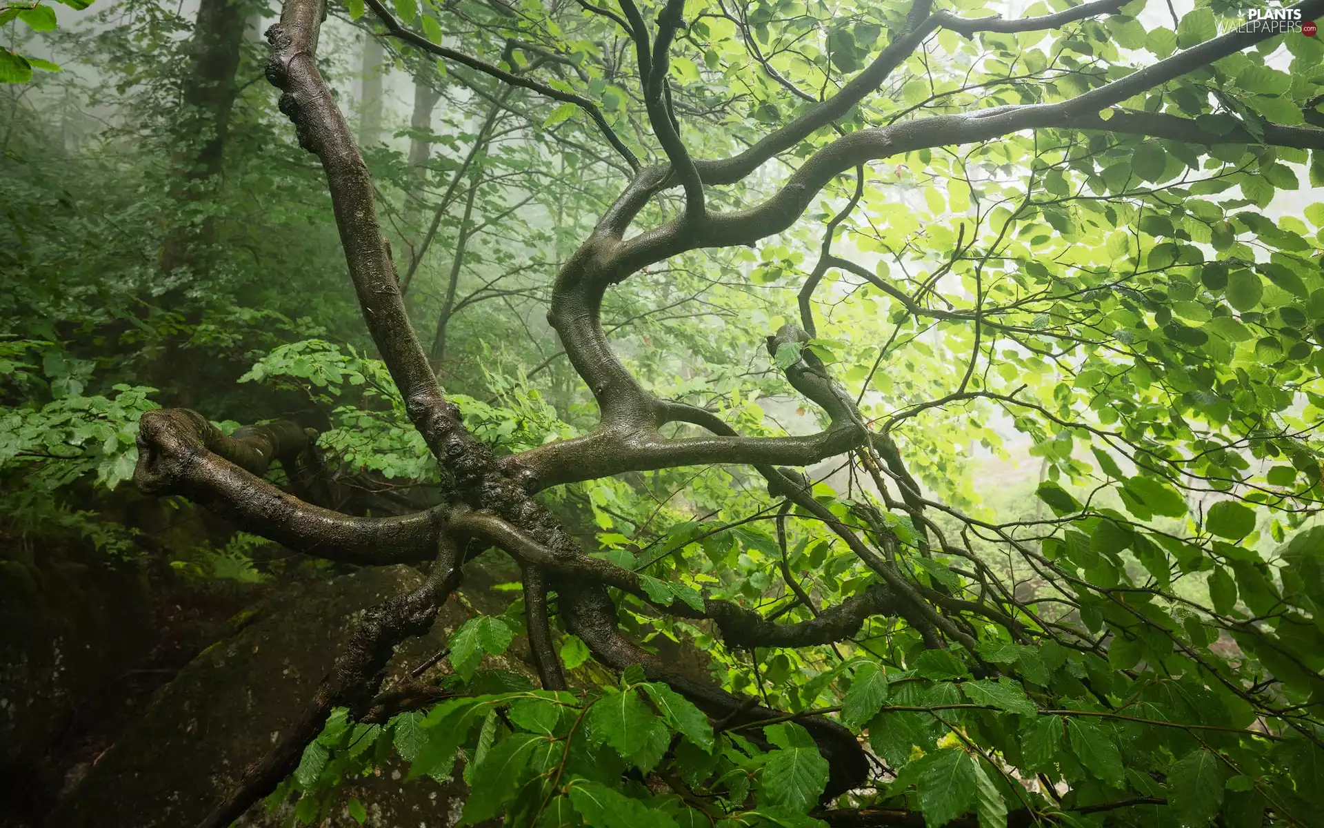Leaf, branch pics, illuminated, green ones, trees