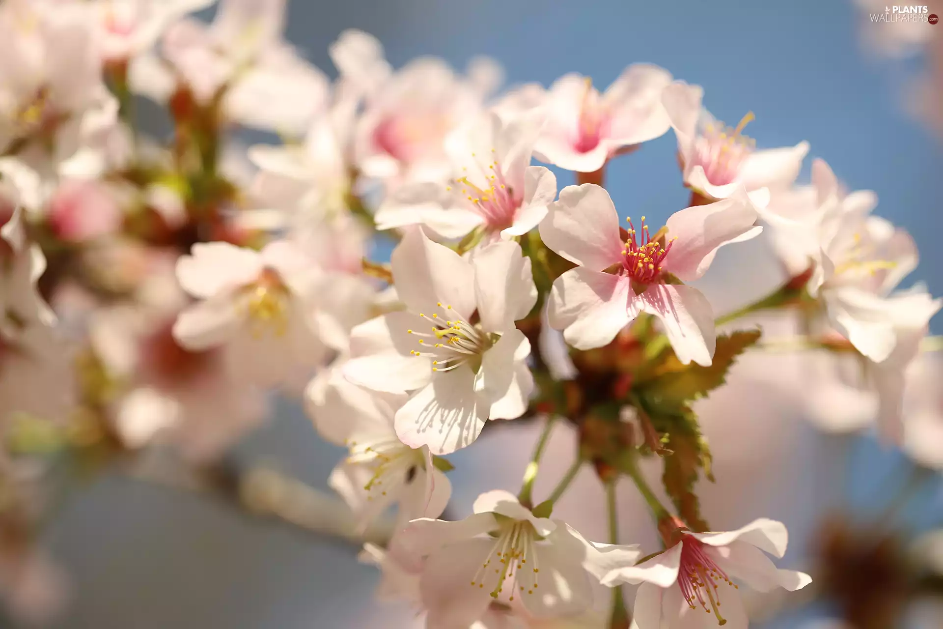 twig, Fruit Tree, illuminated, Flowers, Pink