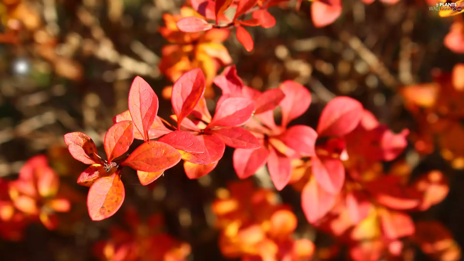 plant, Red, Leaf, illuminated