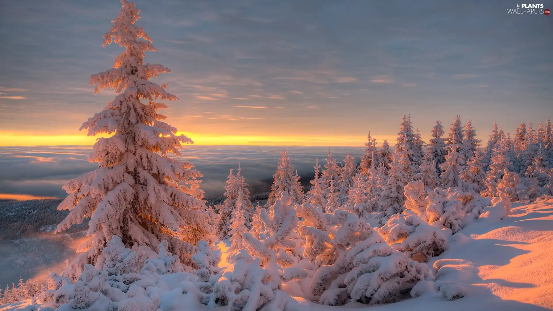 Sunrise, winter, Snowy, illuminated, Spruces, snow
