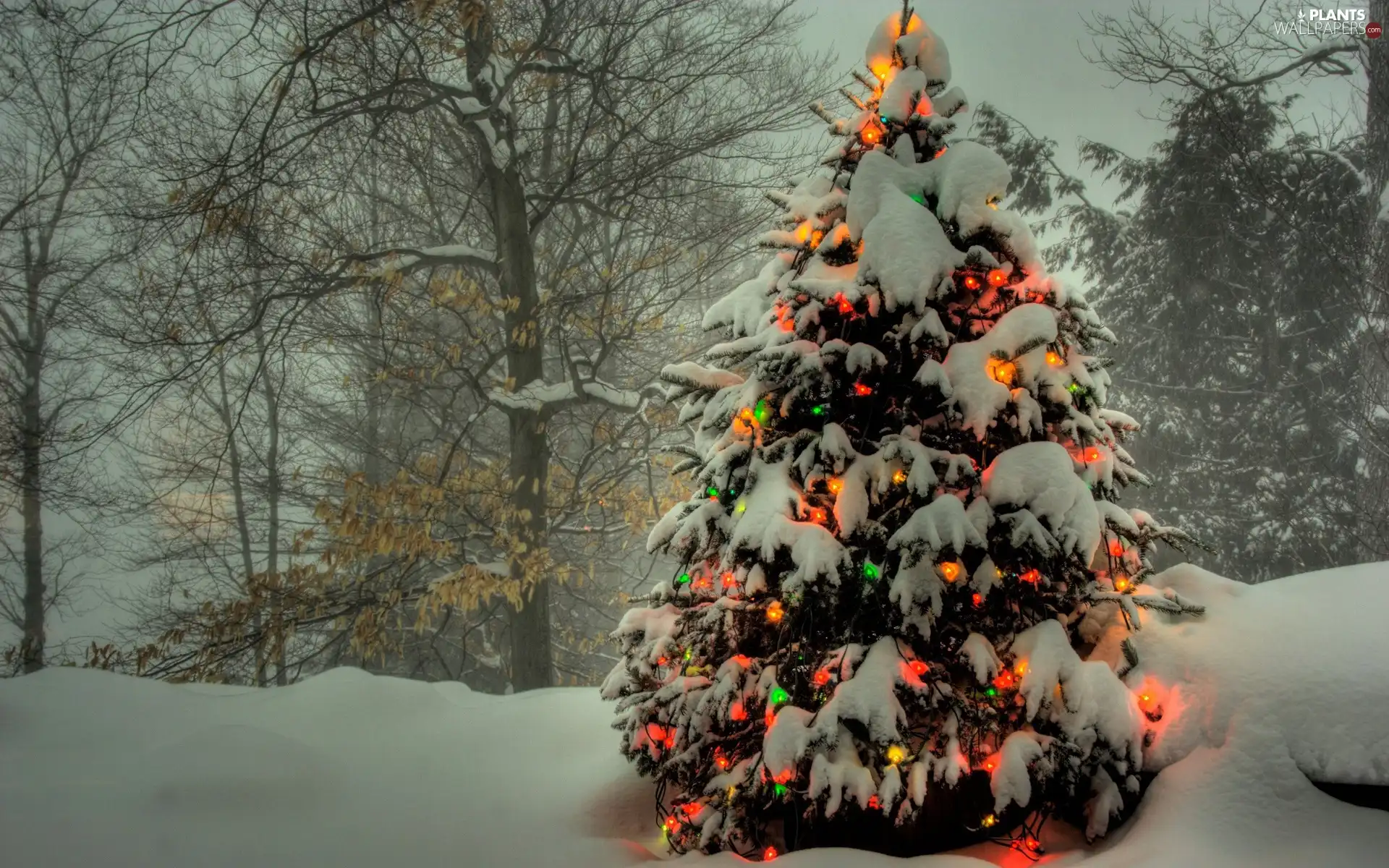 illuminated, christmas tree, viewes, snow, trees
