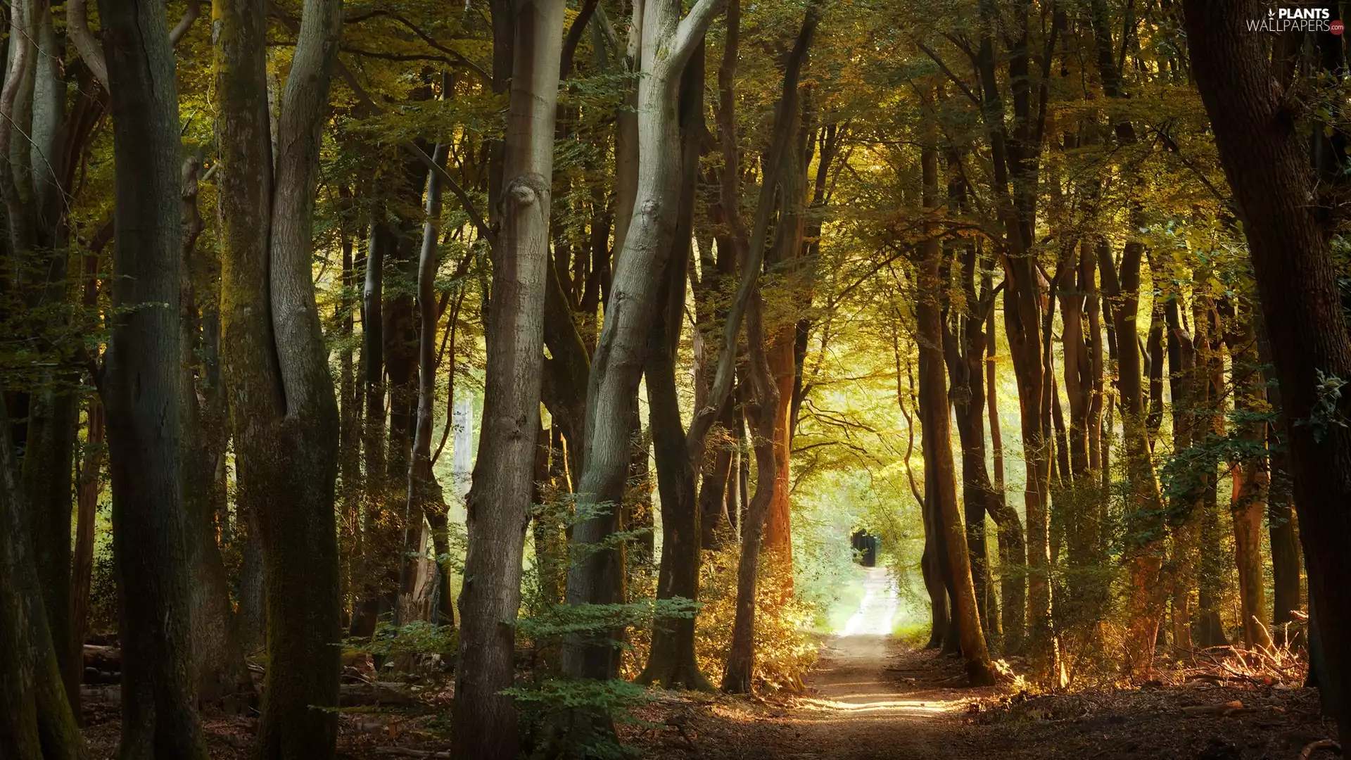 Way, illuminated, trees, viewes, forest