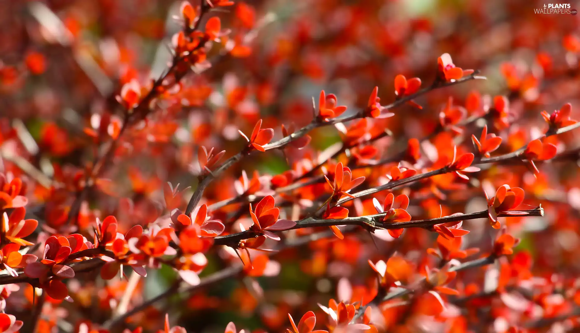 Twigs, Red, Leaf, illuminated