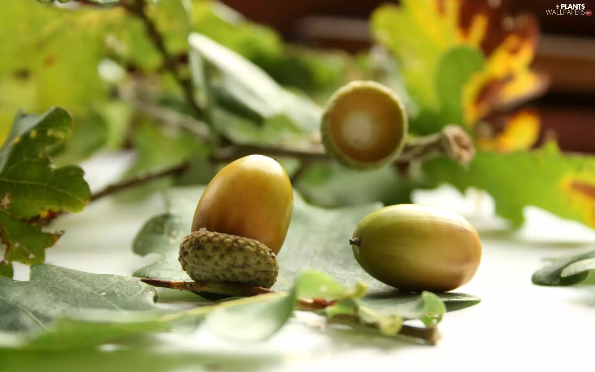 oak, leaves, Background in blur, Acorns