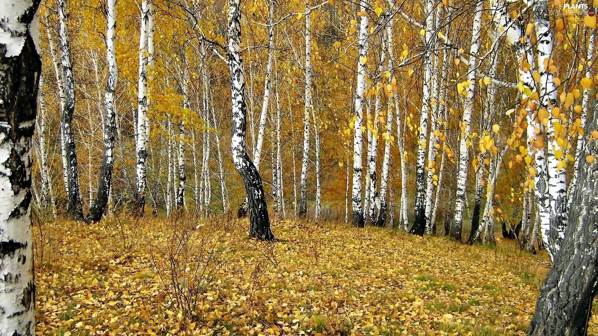 autumn, forest, car in the meadow, birch