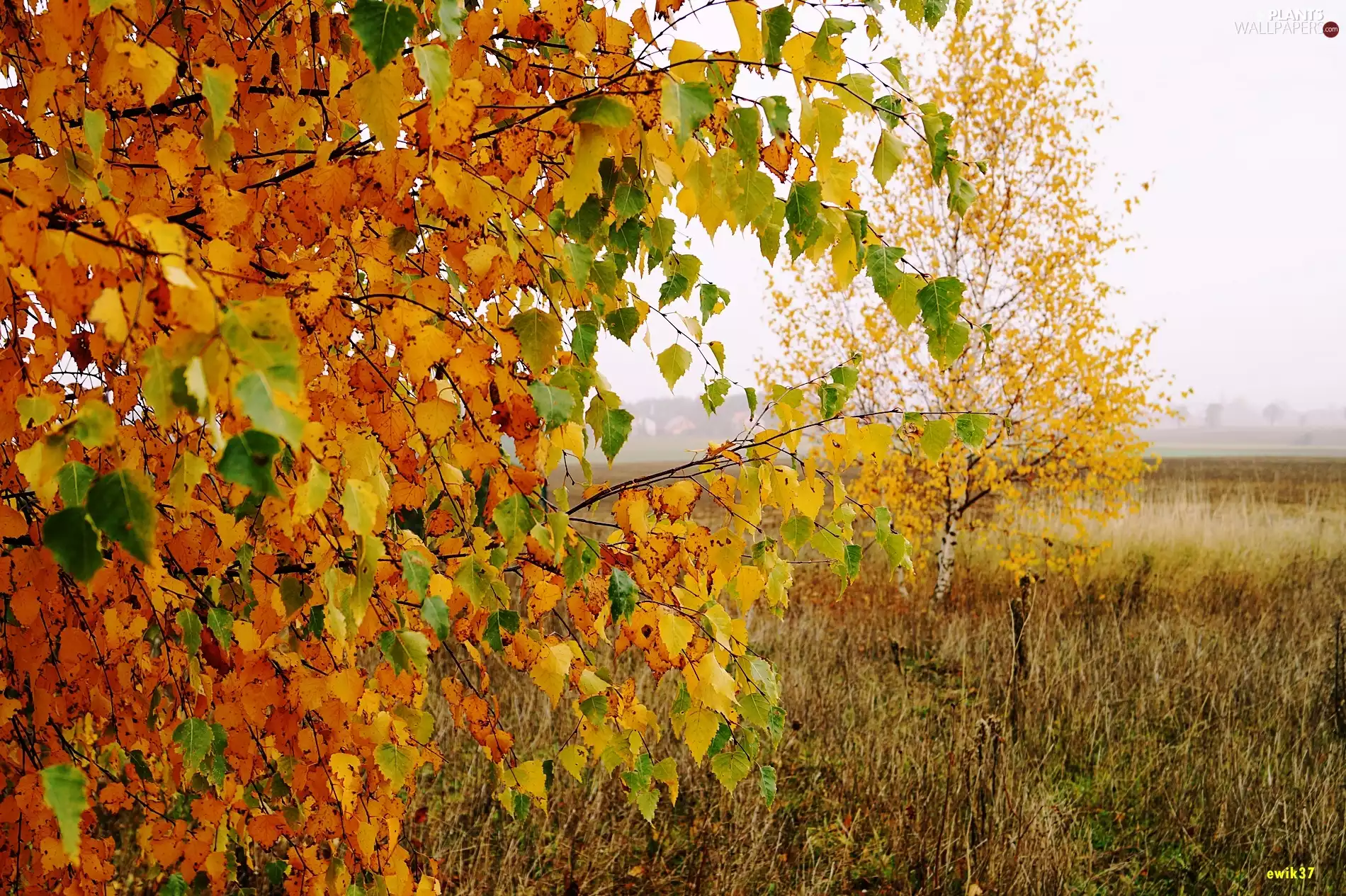 birch-tree, car in the meadow, trees