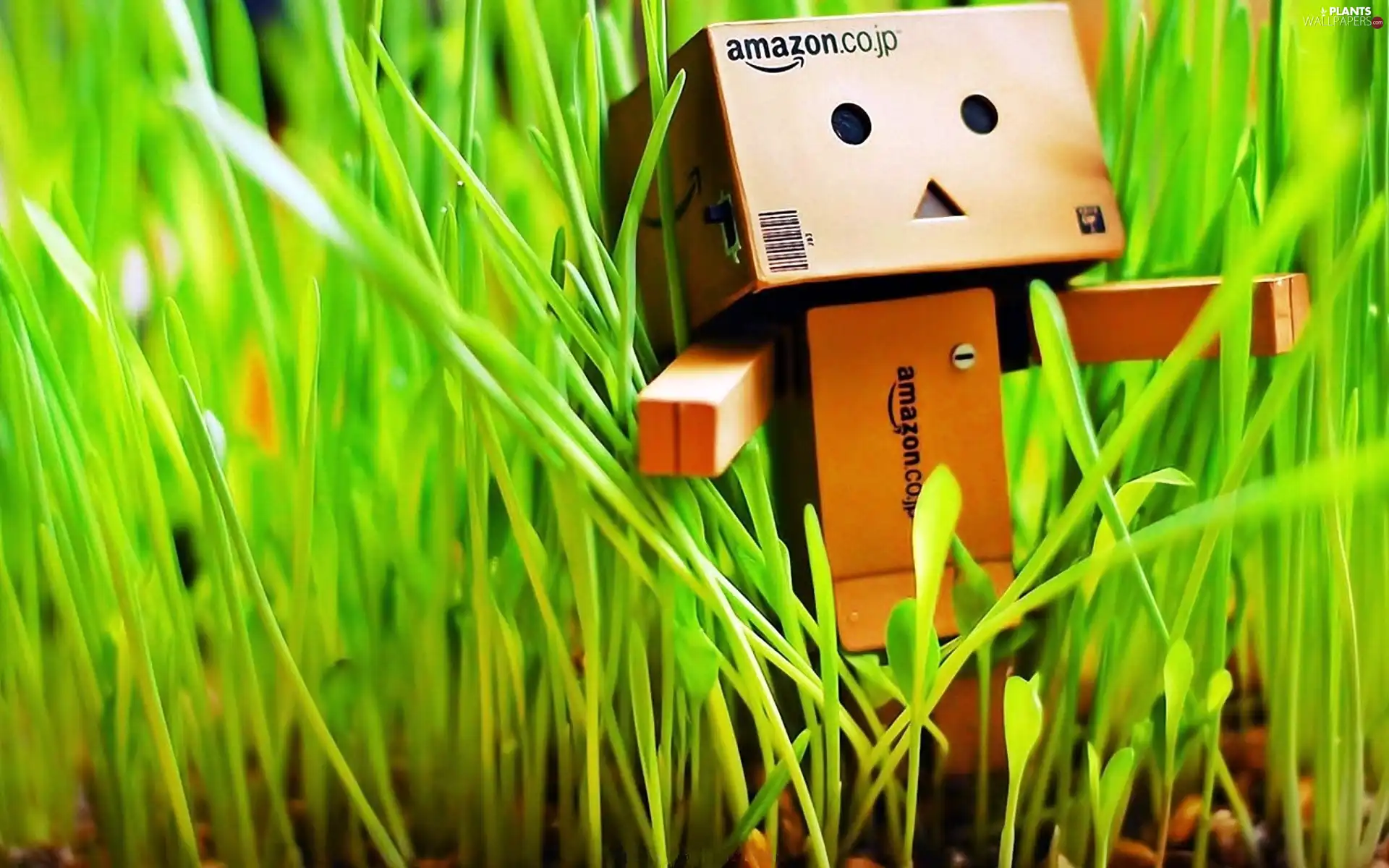 Danbo, In The Grass