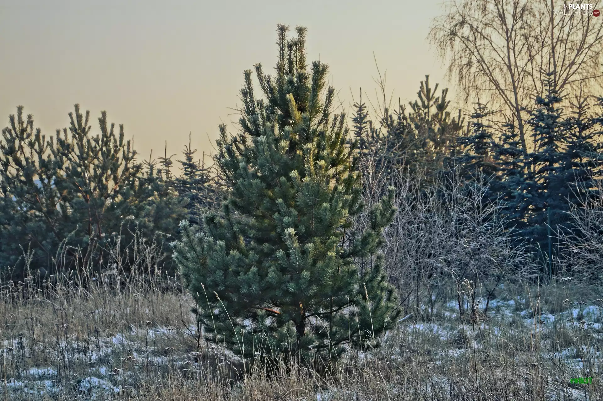 spruce, winter, car in the meadow