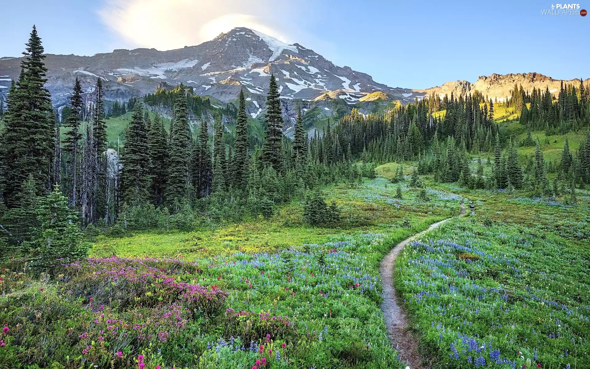 forest, Mountains, trees, viewes, Path, Meadow, Flowers, grass, car in the meadow