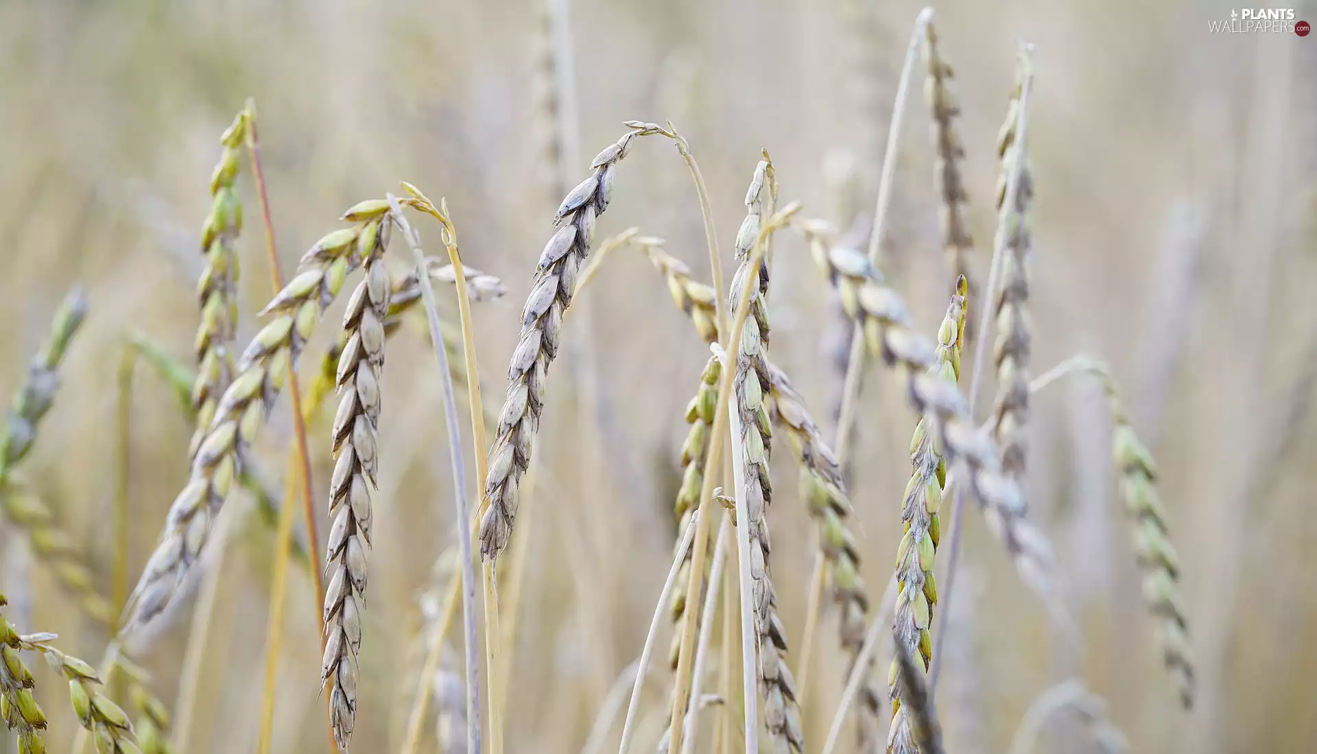 corn, Ears, rapprochement, inclined