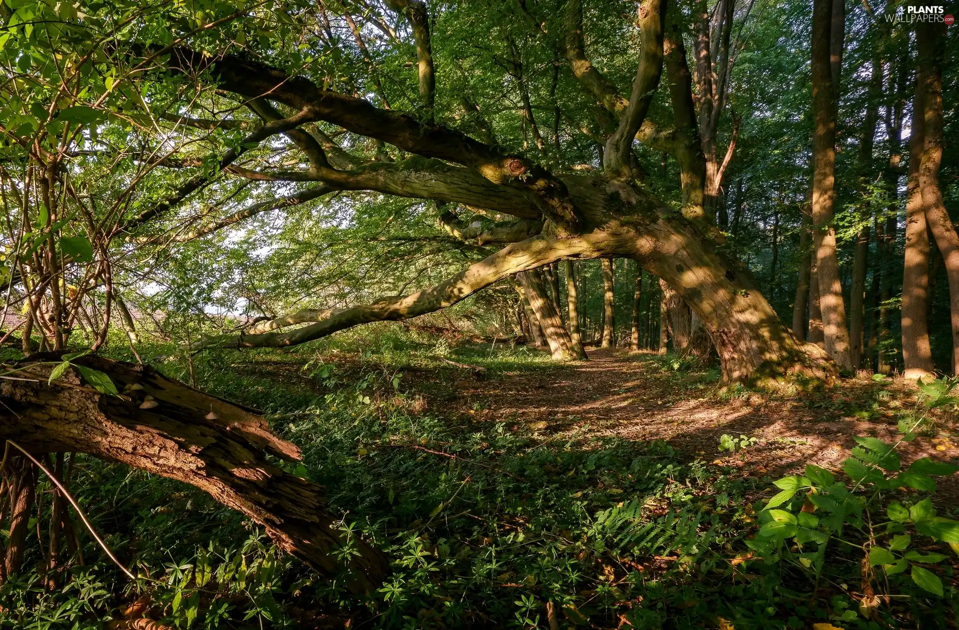 forest, trees, Plants, inclined