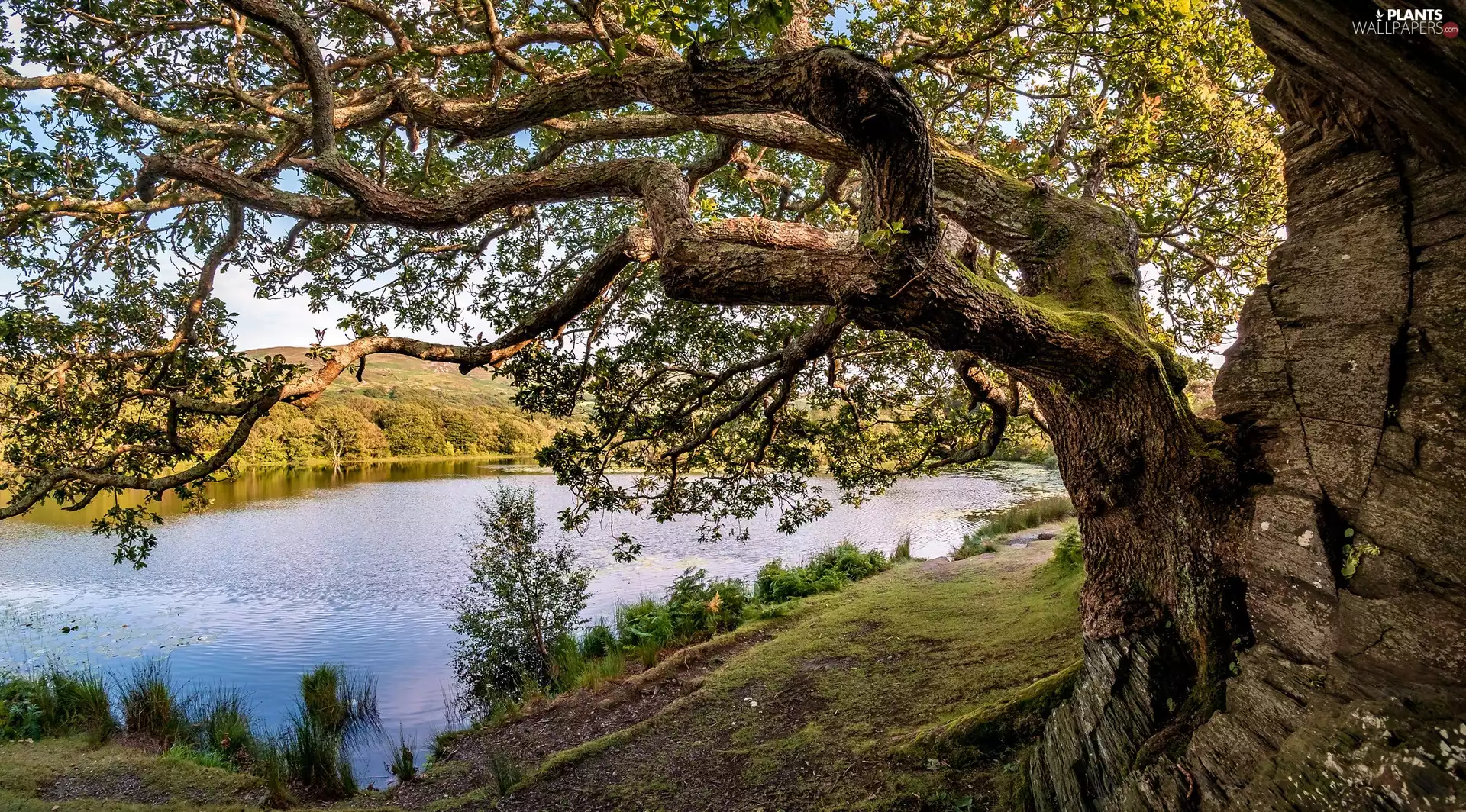 River, trees, Plants, inclined