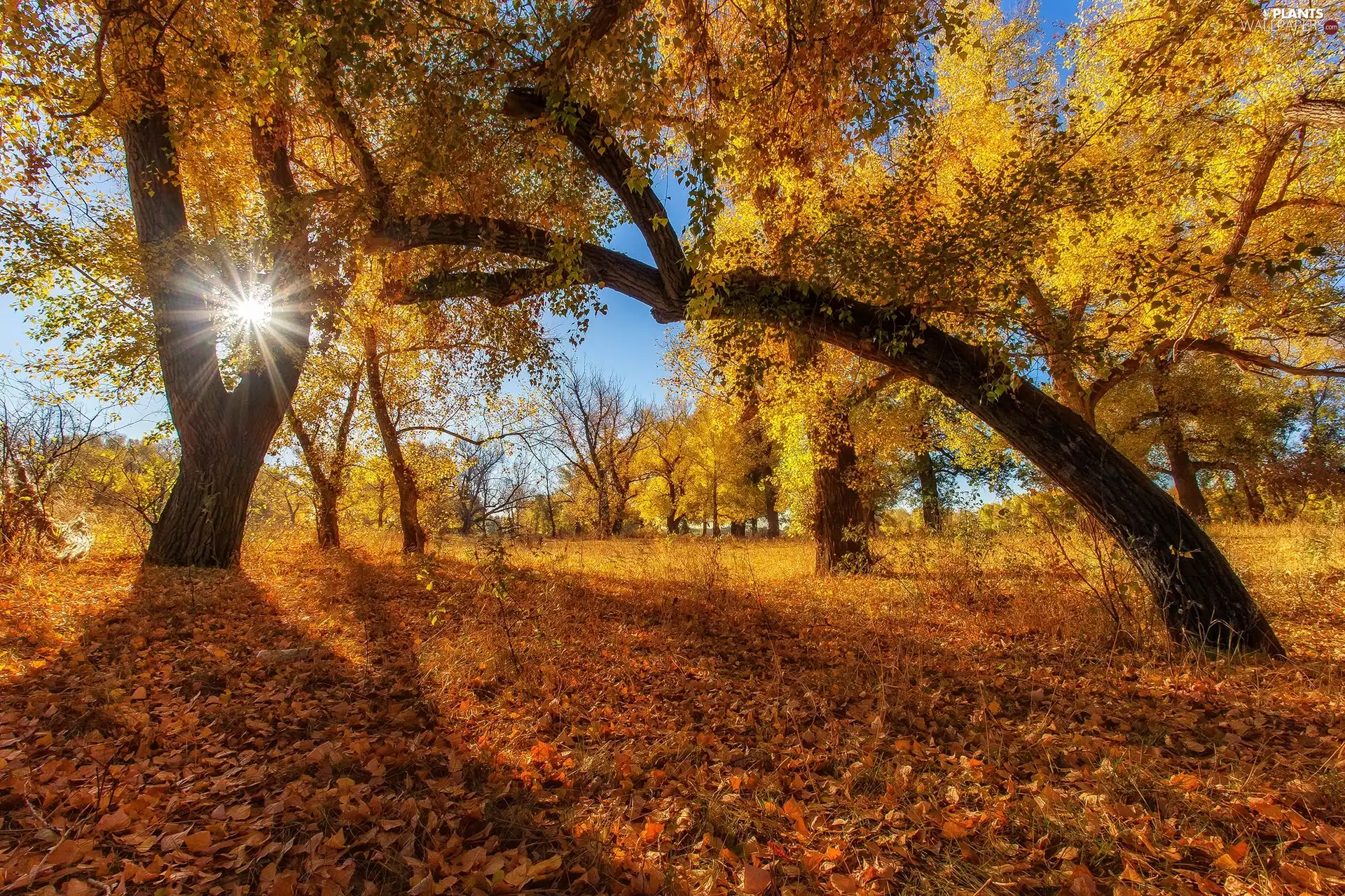 inclined, viewes, rays of the Sun, Leaf, trees, trees, autumn