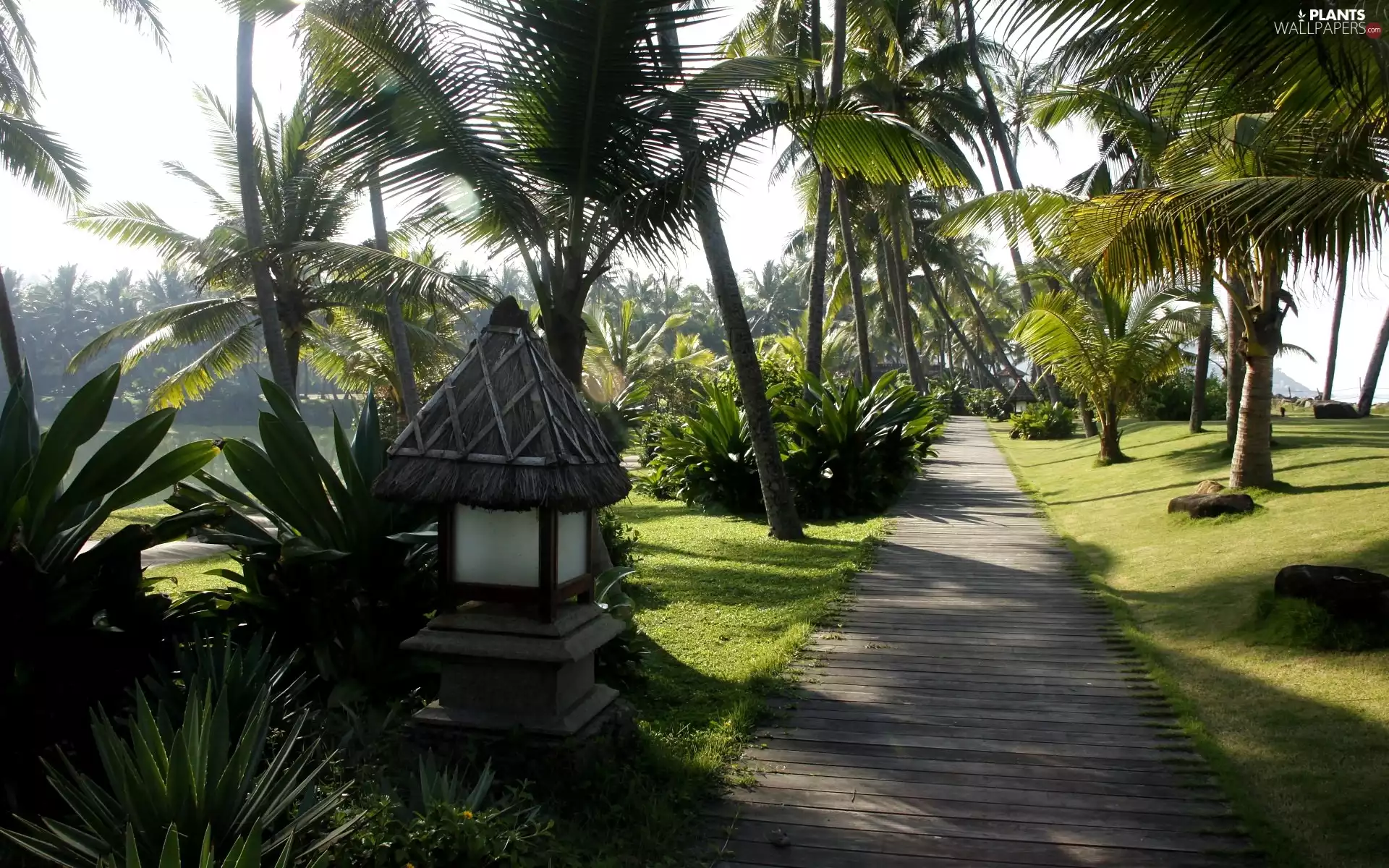 Palms, india, alley, Lamps, Park