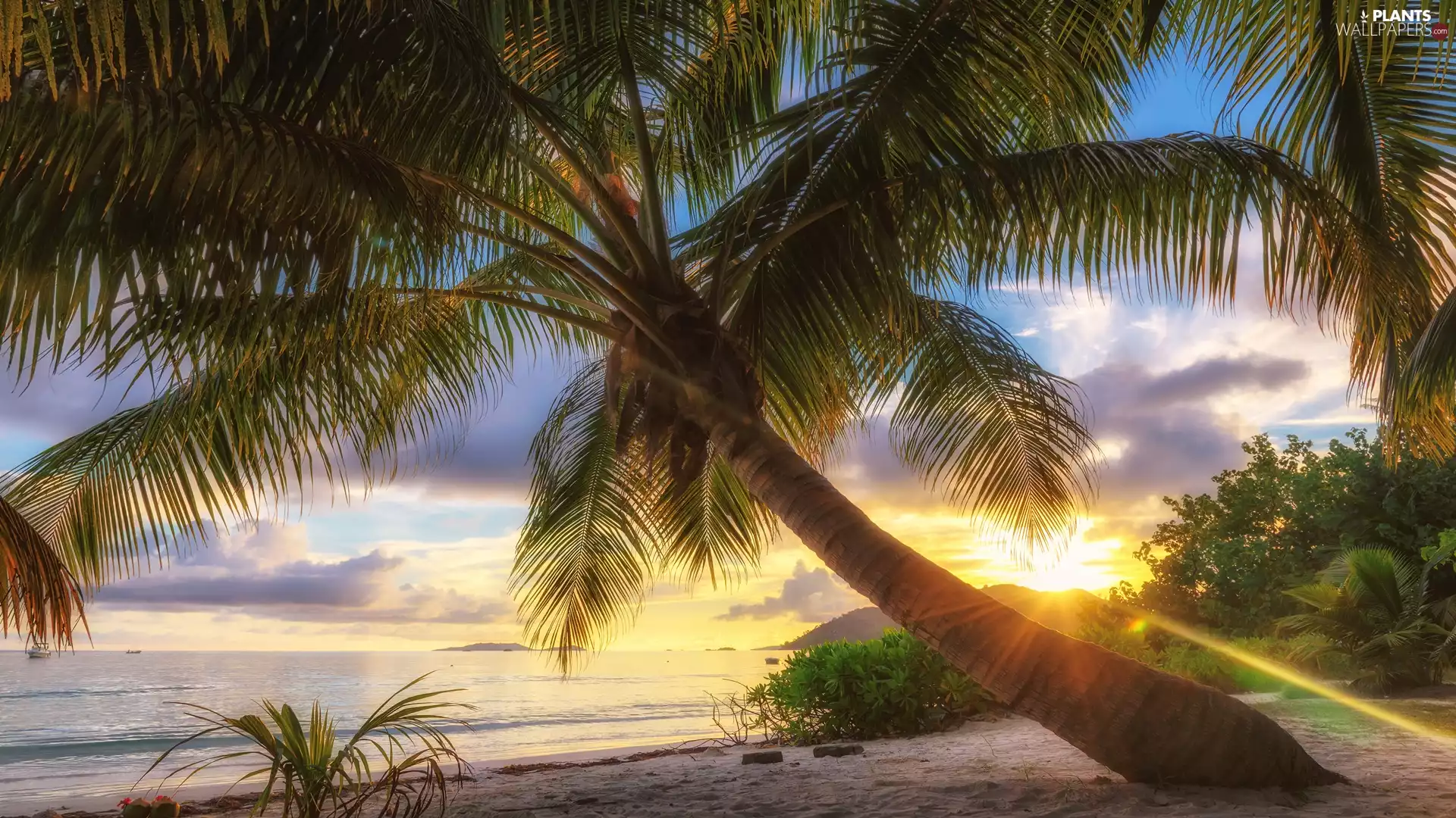 Indian Ocean, sea, clouds, Palms, Sunrise, Praslin Island, Seychelles, Coast