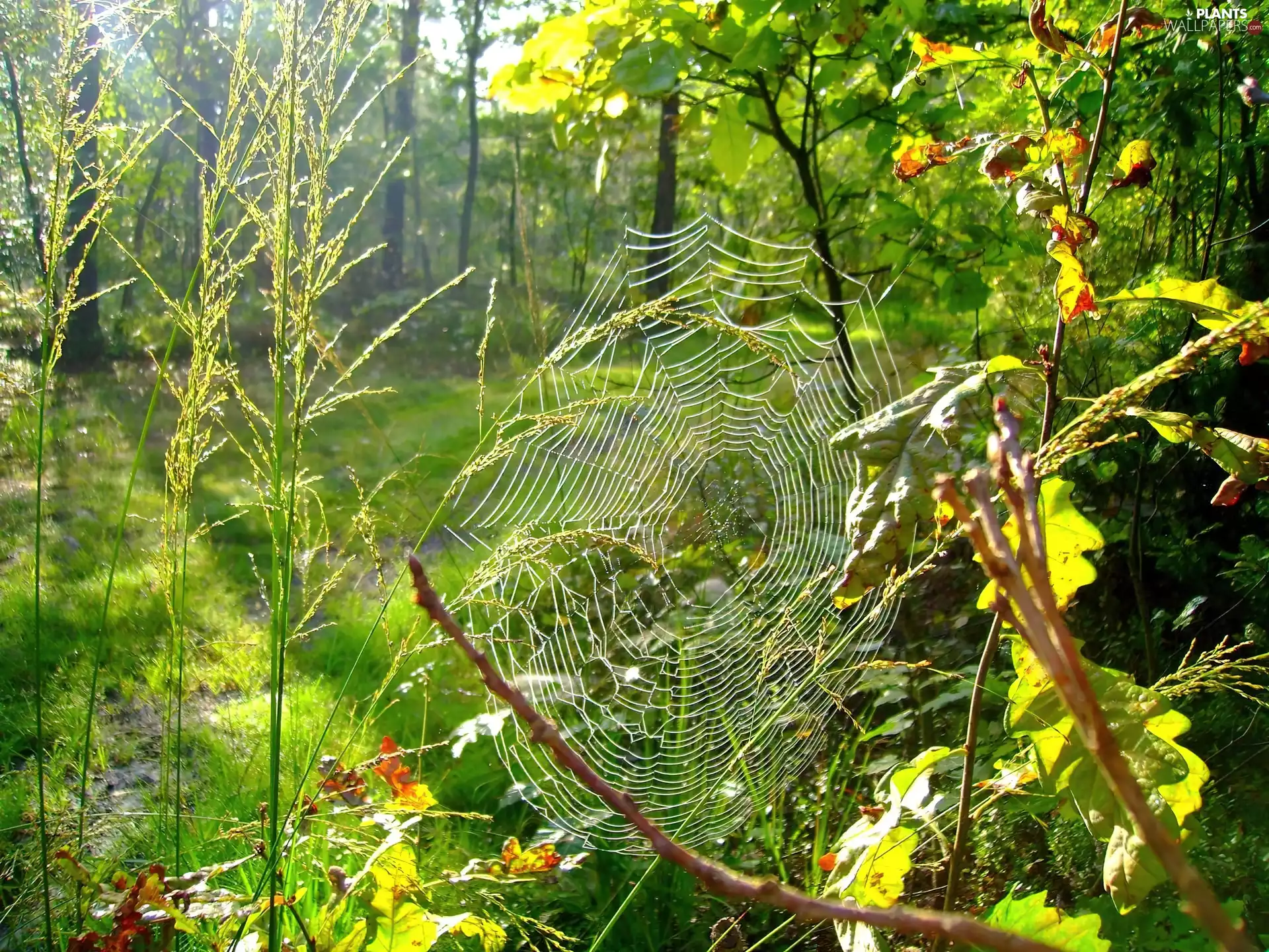 Indian summer, Web