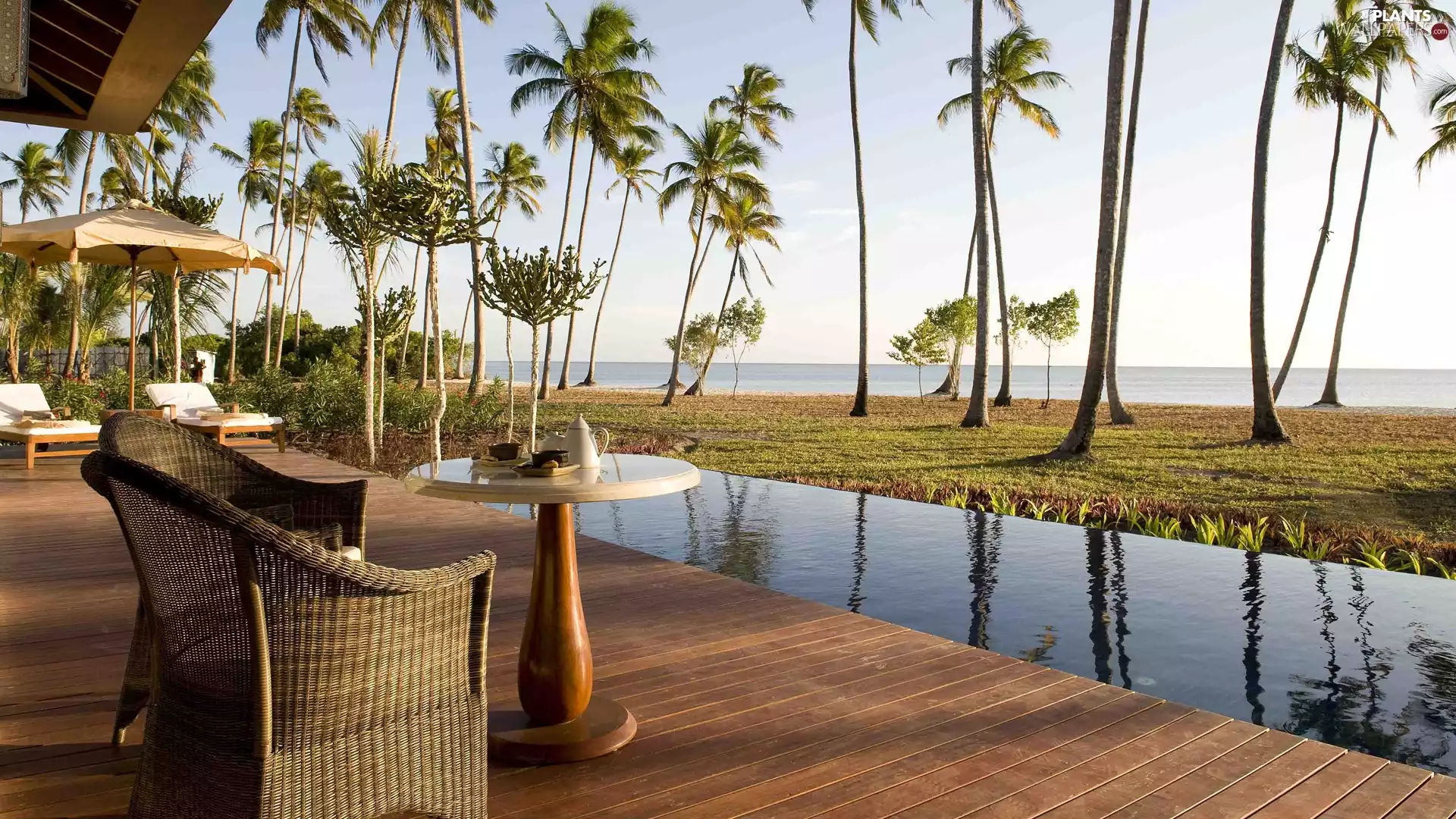 terrace, sea, Bali, indonesia, Pool, Palms