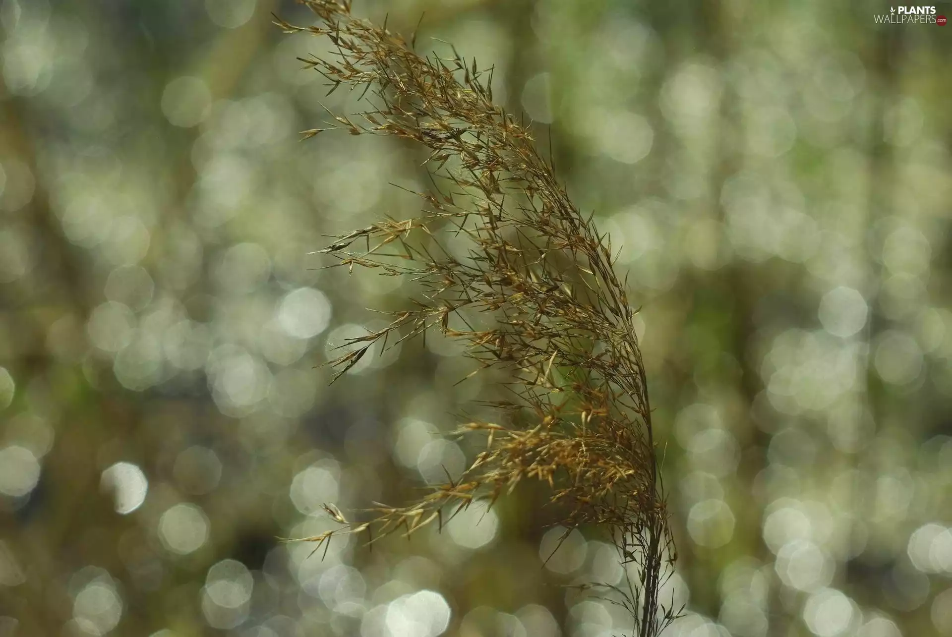 inflorescence, grass