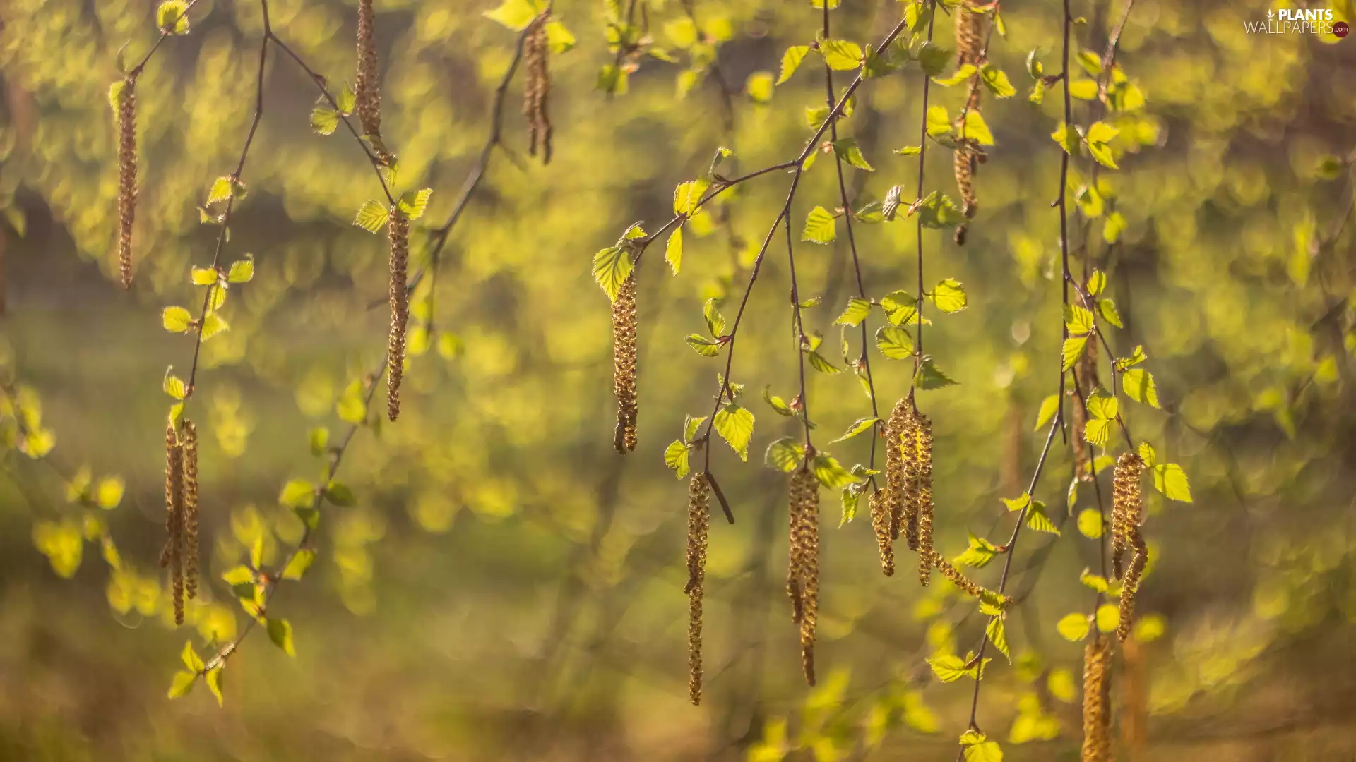 Twigs, inflorescences, birch-tree, leaves