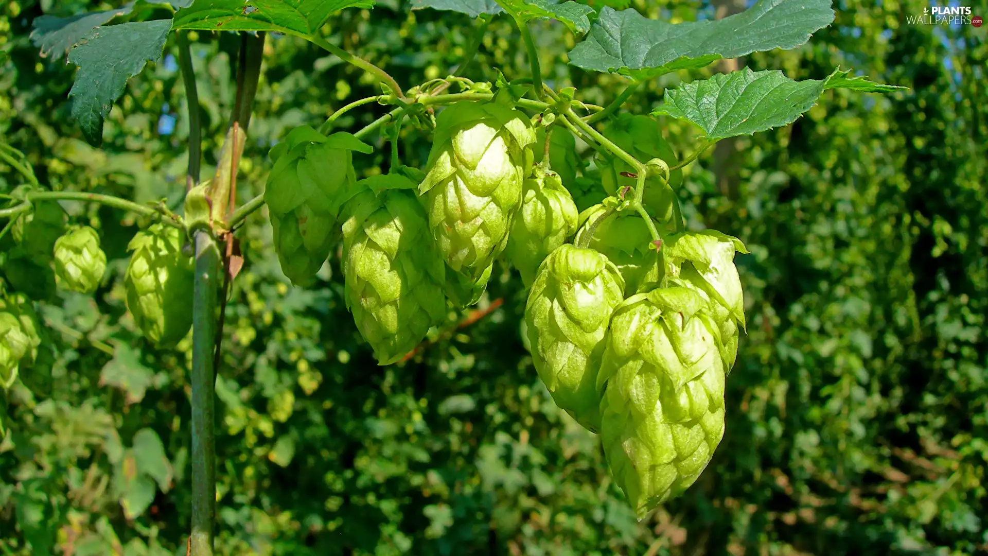 hop, cones, rapprochement, inflorescences