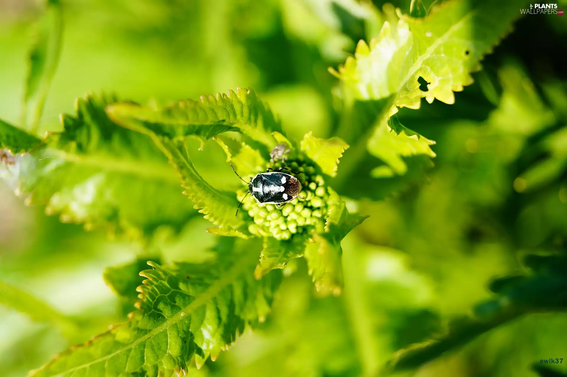 insect, Leaf, Horseradish