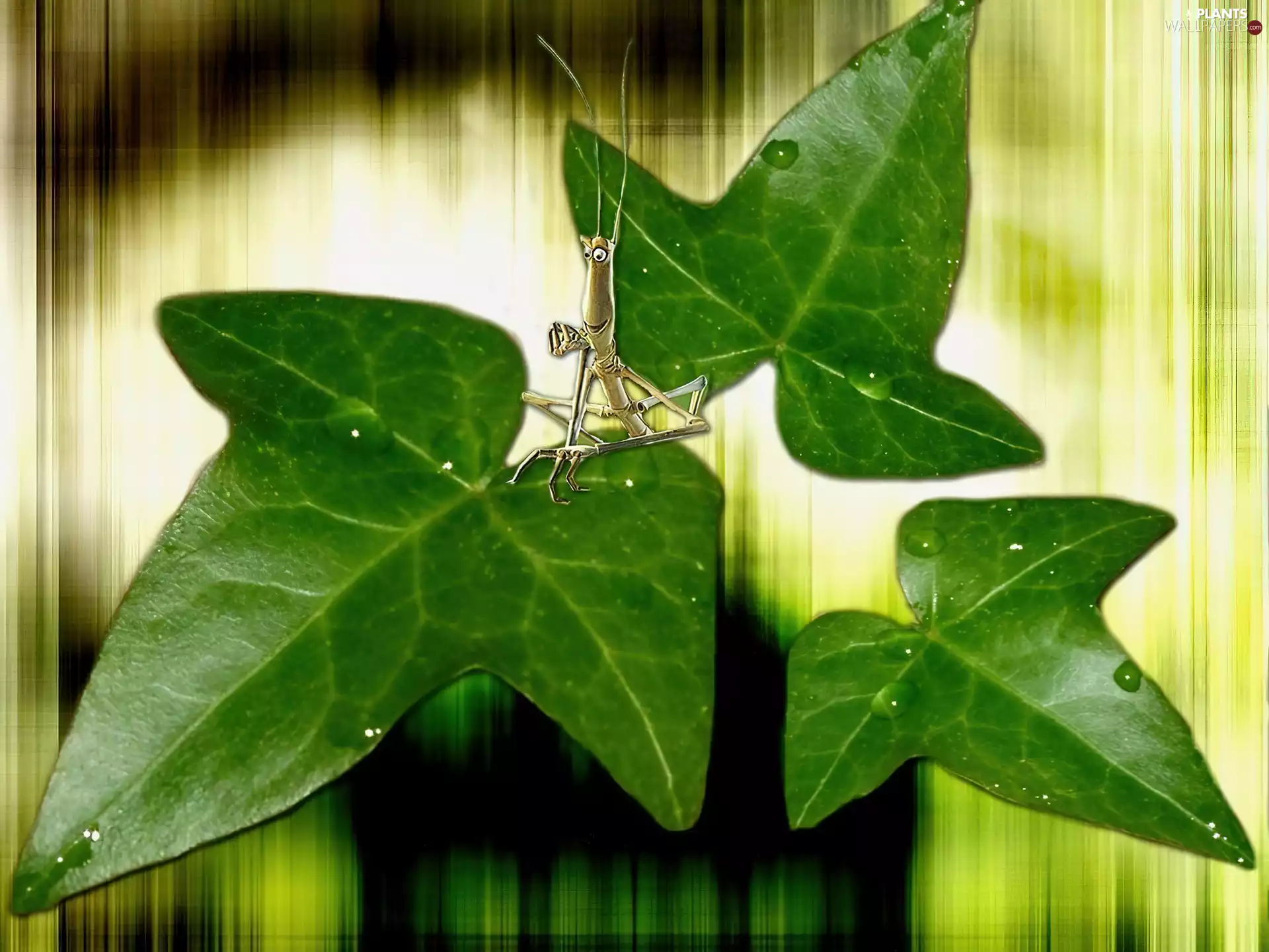 Insect, Leaf, ivy