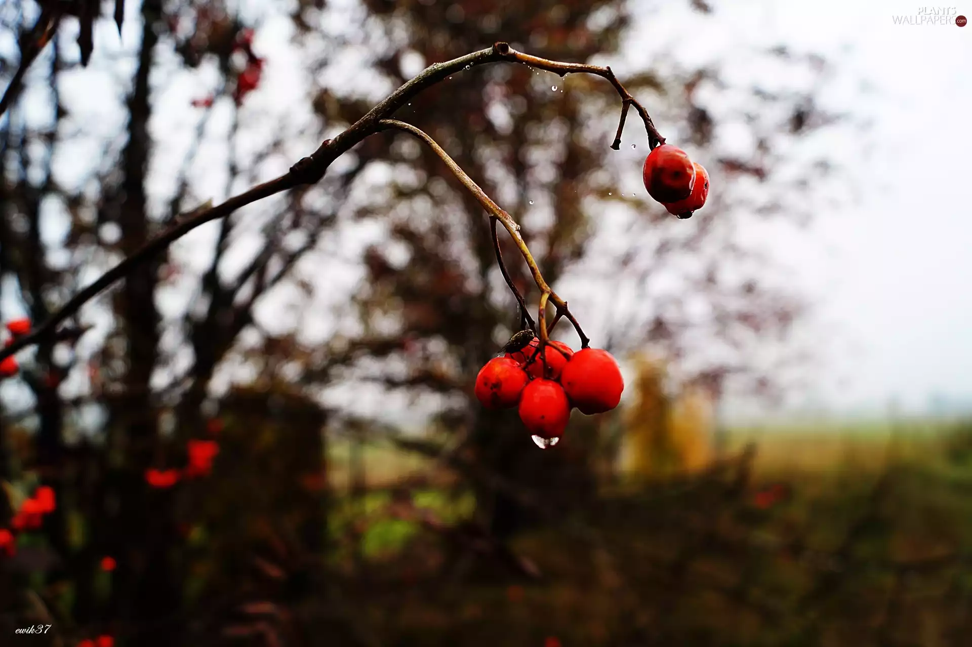 Plant, drops, water, Insect