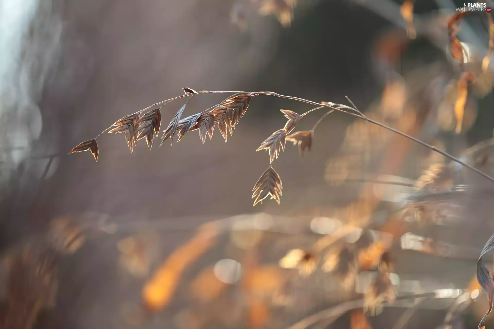 Insect, grass, stalk