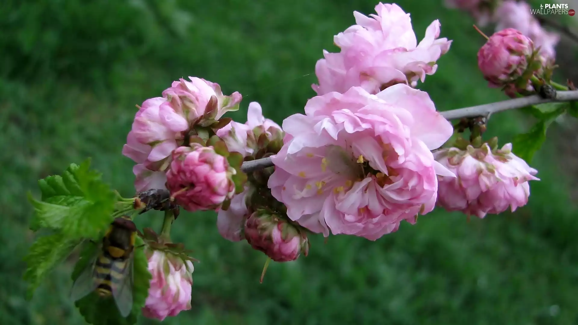 Insect, twig, tonsil