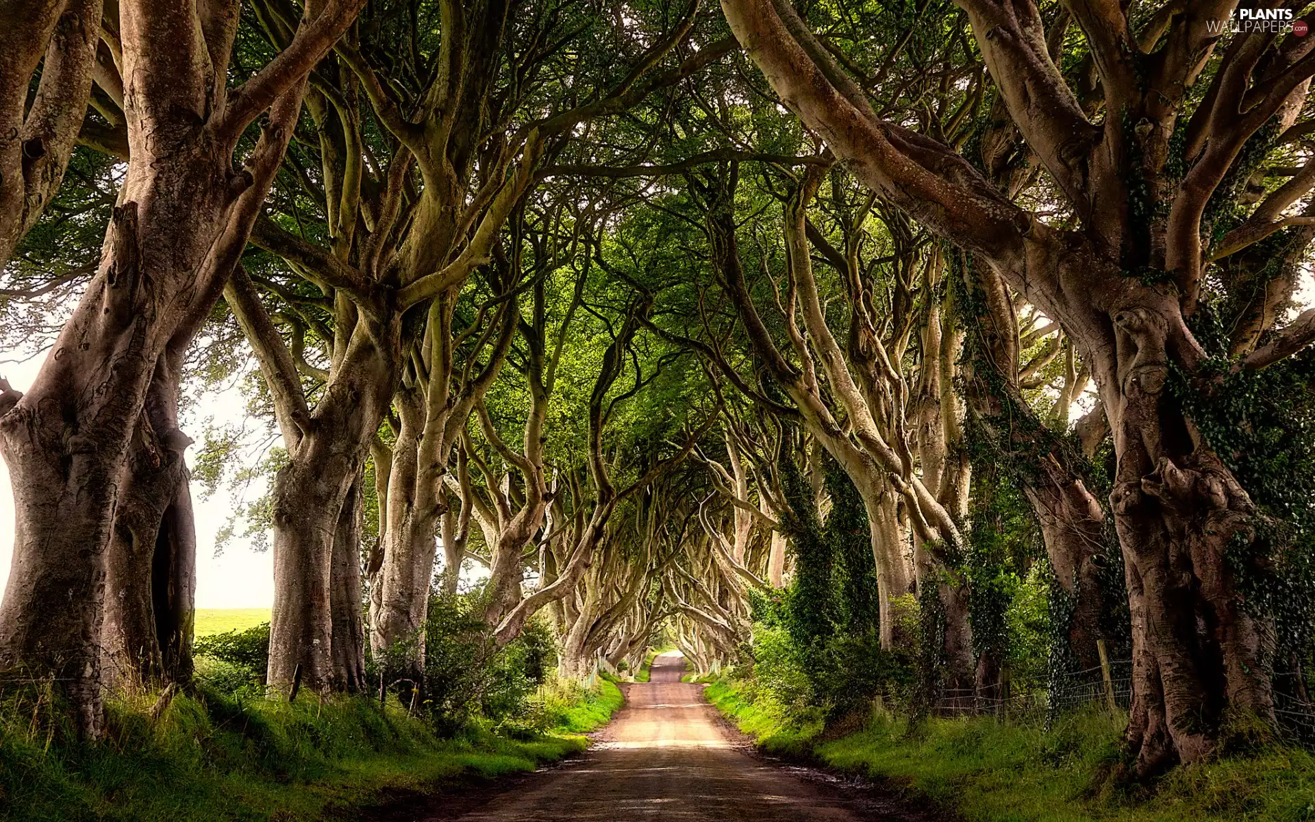 Way, County Antrim, viewes, Beech Alley Dark Hedges, Northern Ireland, trees, Beeches