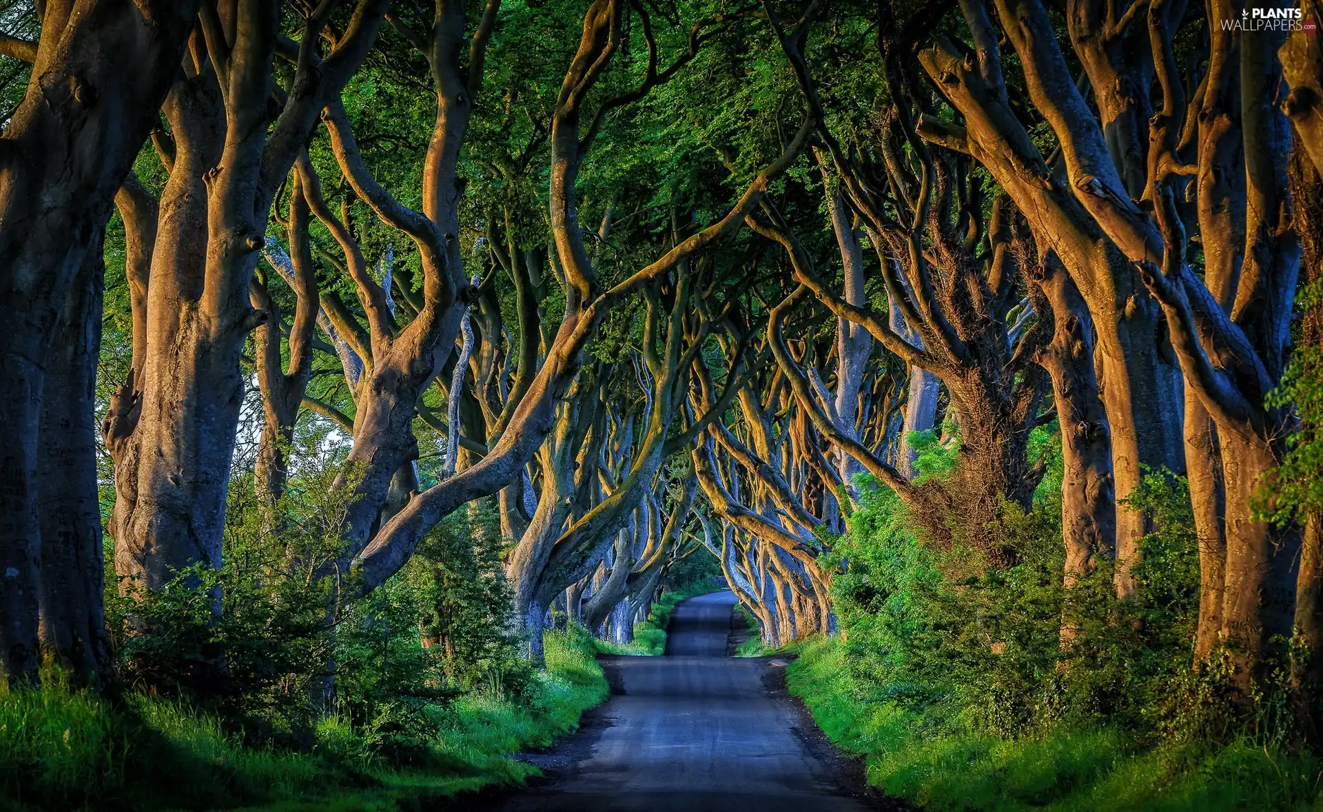 Way, County Antrim, viewes, Beech Alley Dark Hedges, Northern Ireland, trees, Beeches