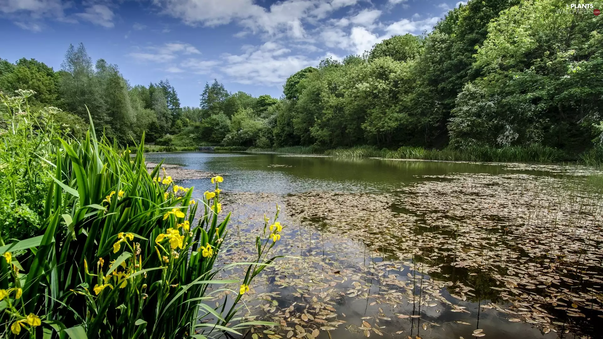 viewes, lake, Flowers, Irises, Yellow, trees