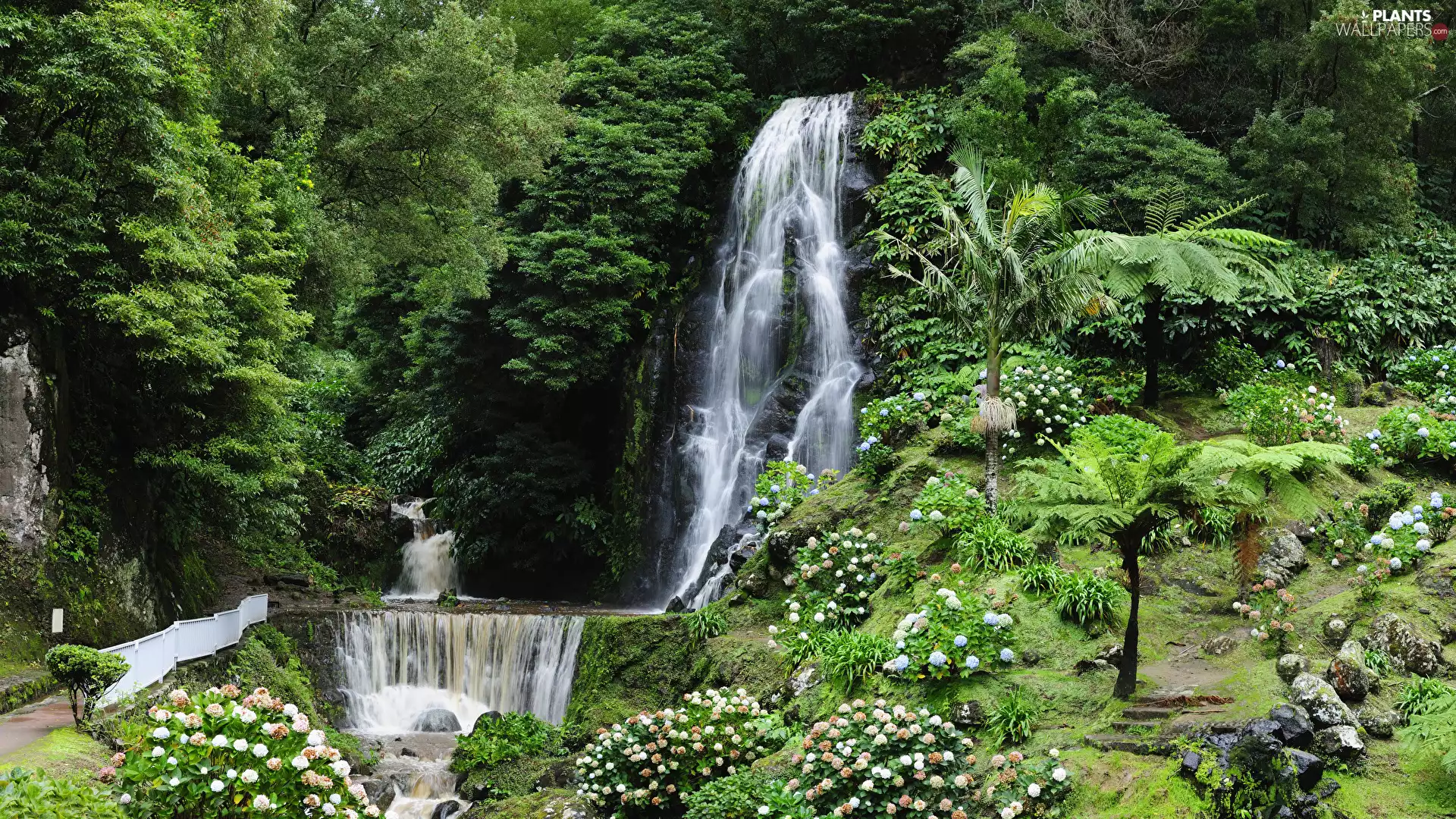 Palms, Sao Miguel Island, Portugal, Stones, trees, Nordeste Waterfall, Azores, VEGETATION, Flowers, viewes