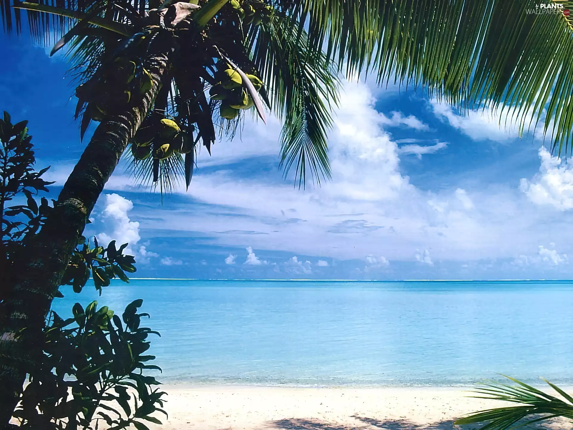 sea, Island, Bora Bora, Palm