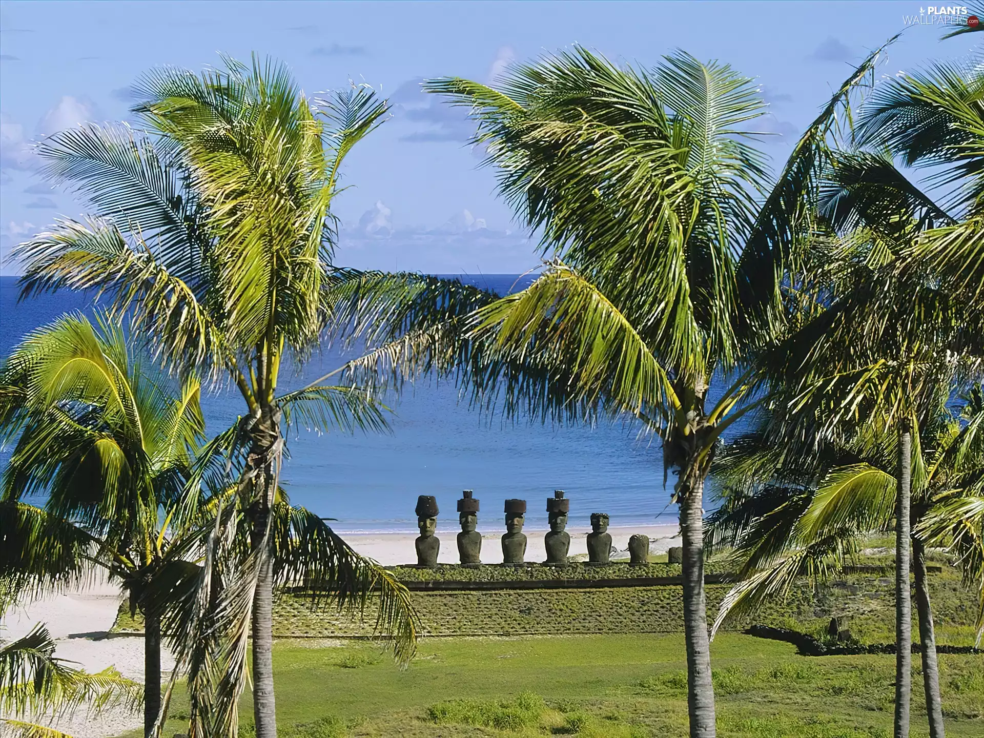 grass, sea, Easter Island, Palms, Chile