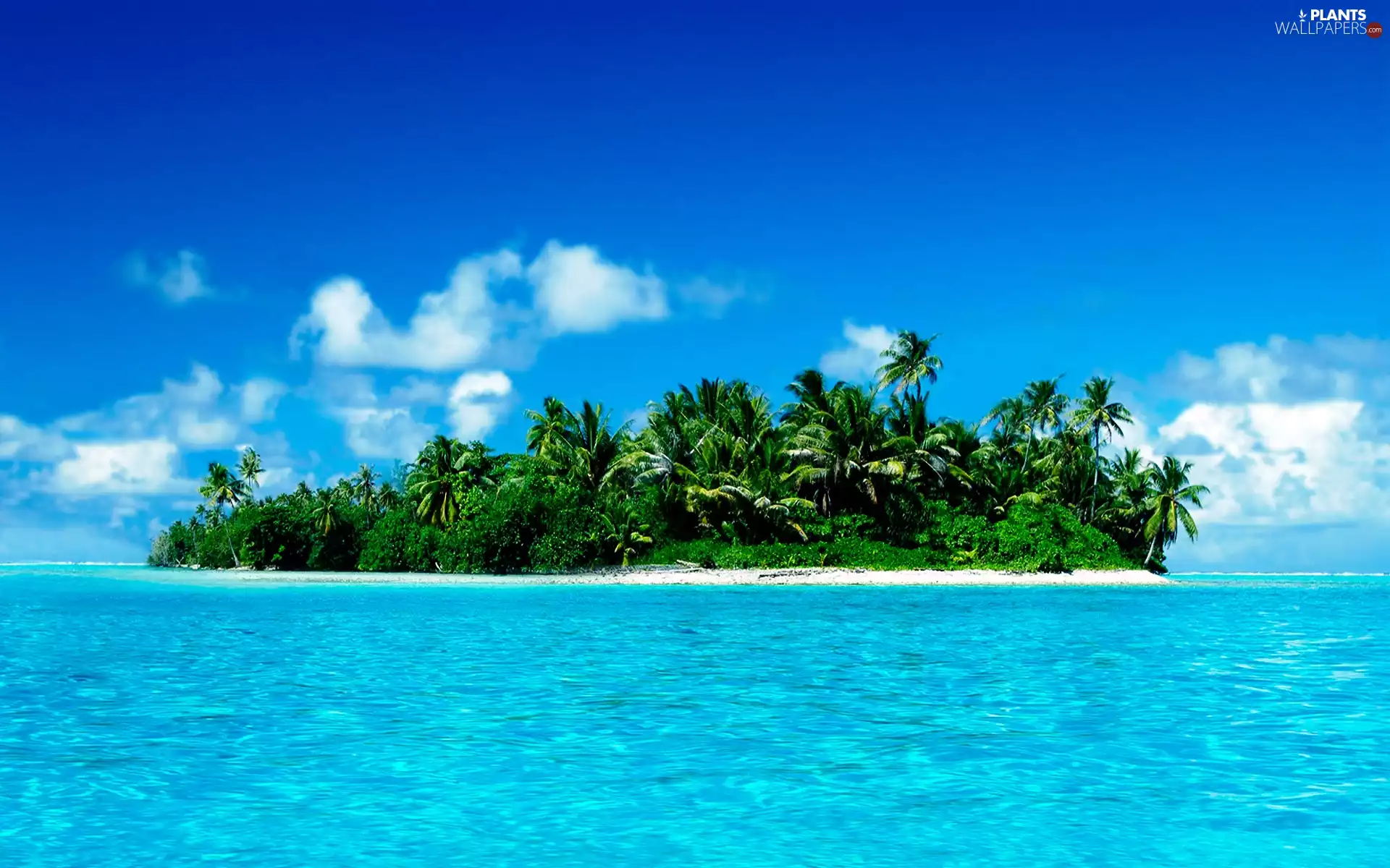 sea, Palms, Maldives, Island