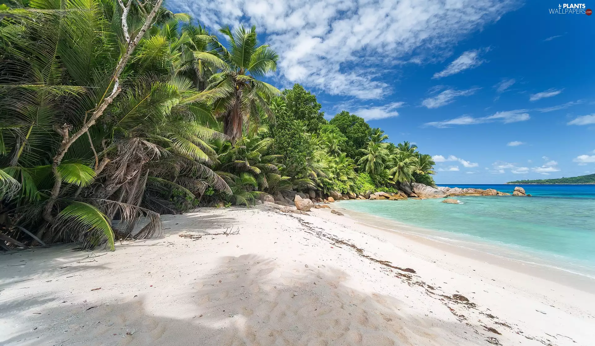 Beaches, Palms, Felicite Island, sea, Seychelles