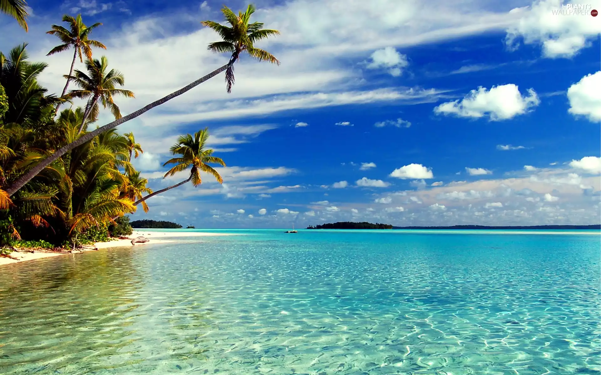 sea, Palms, Cook Islands, Beaches, New Zeland