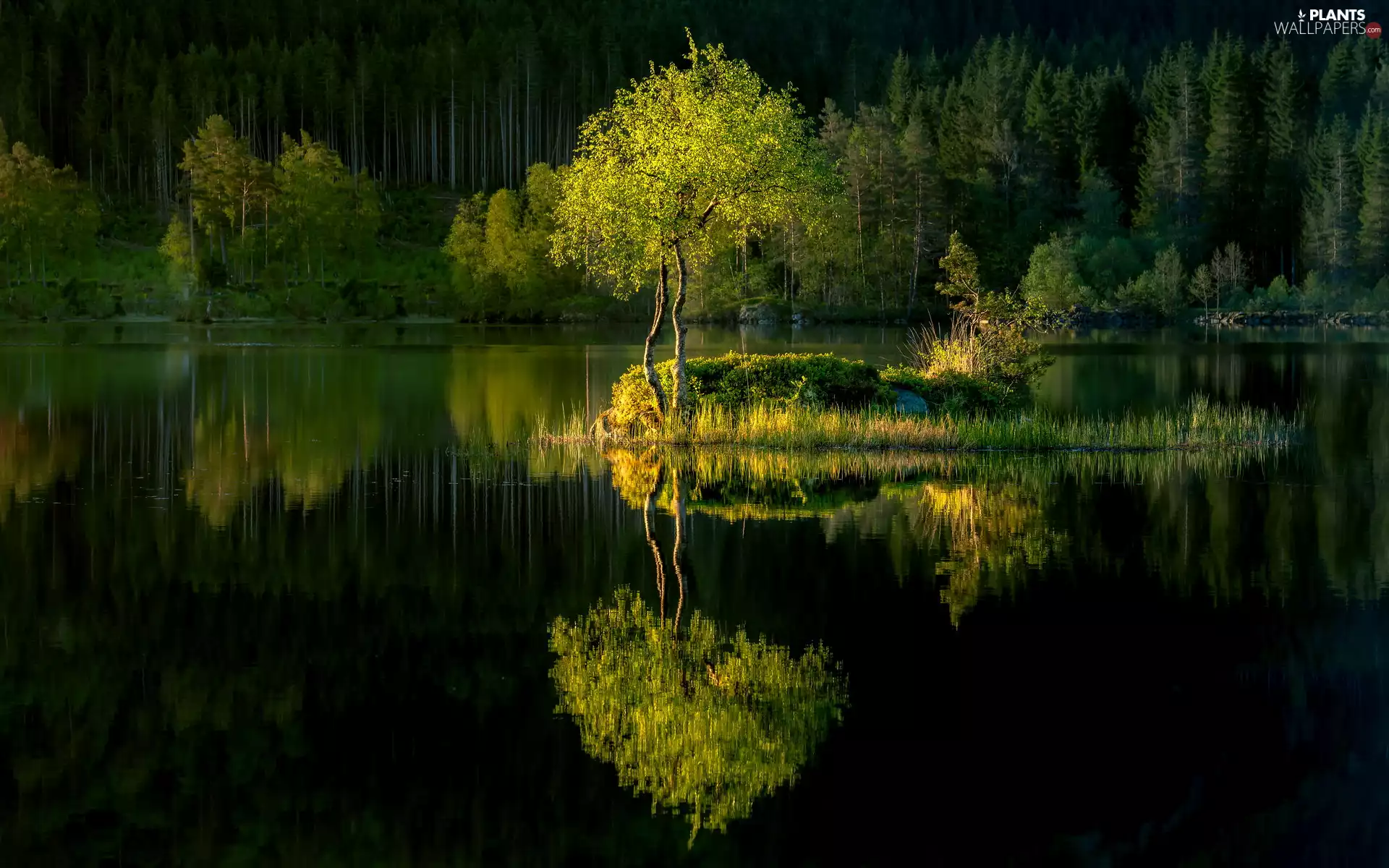 viewes, green ones, reflection, trees, forest, water, Islet