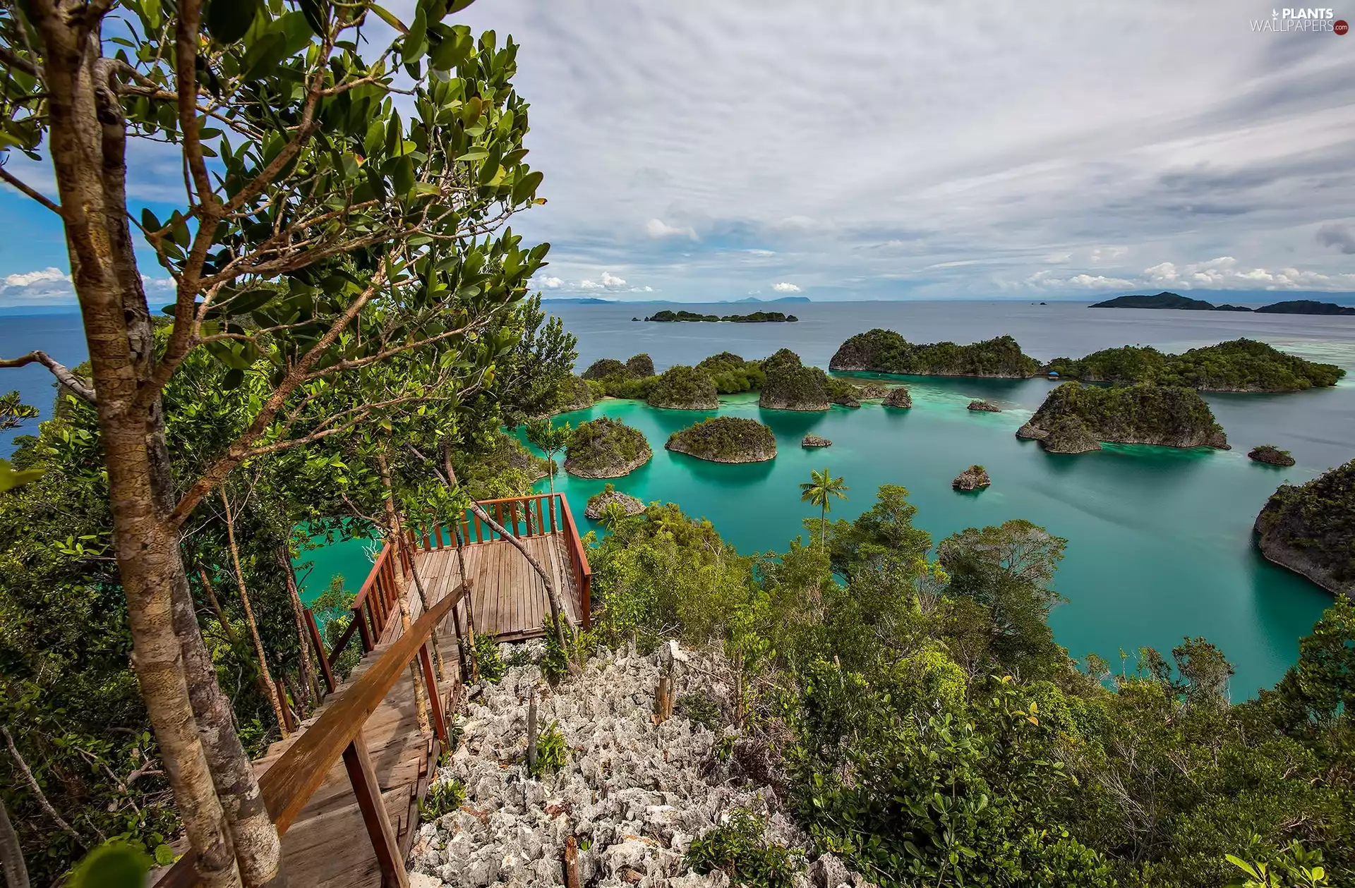 trees, Fam Islands, Platform, sea, indonesia, viewes, Islets