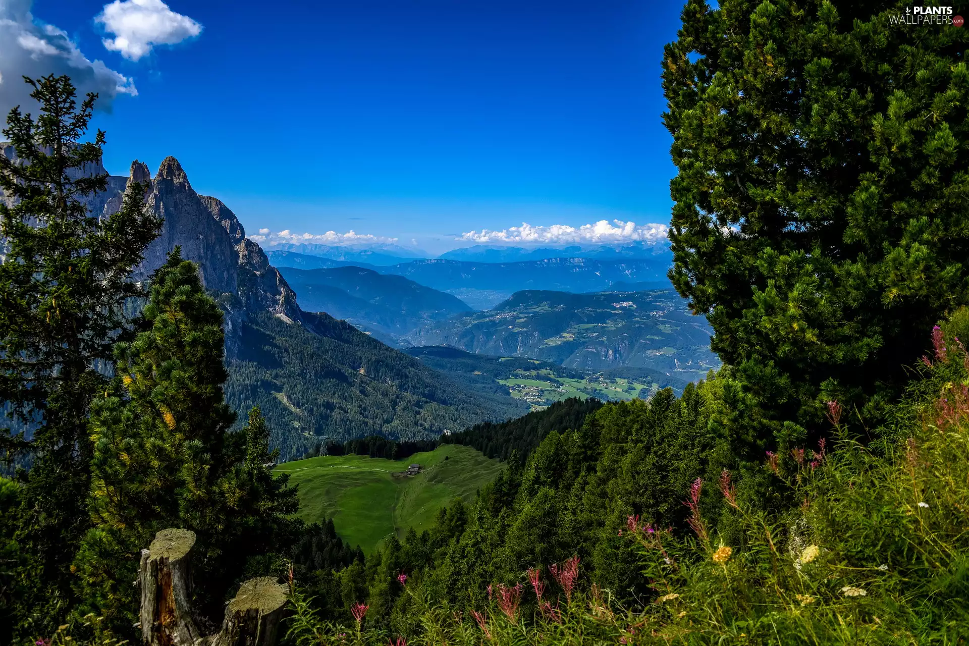 viewes, Valley, South Tyrol, trees, Mountains, Flowers, Italy