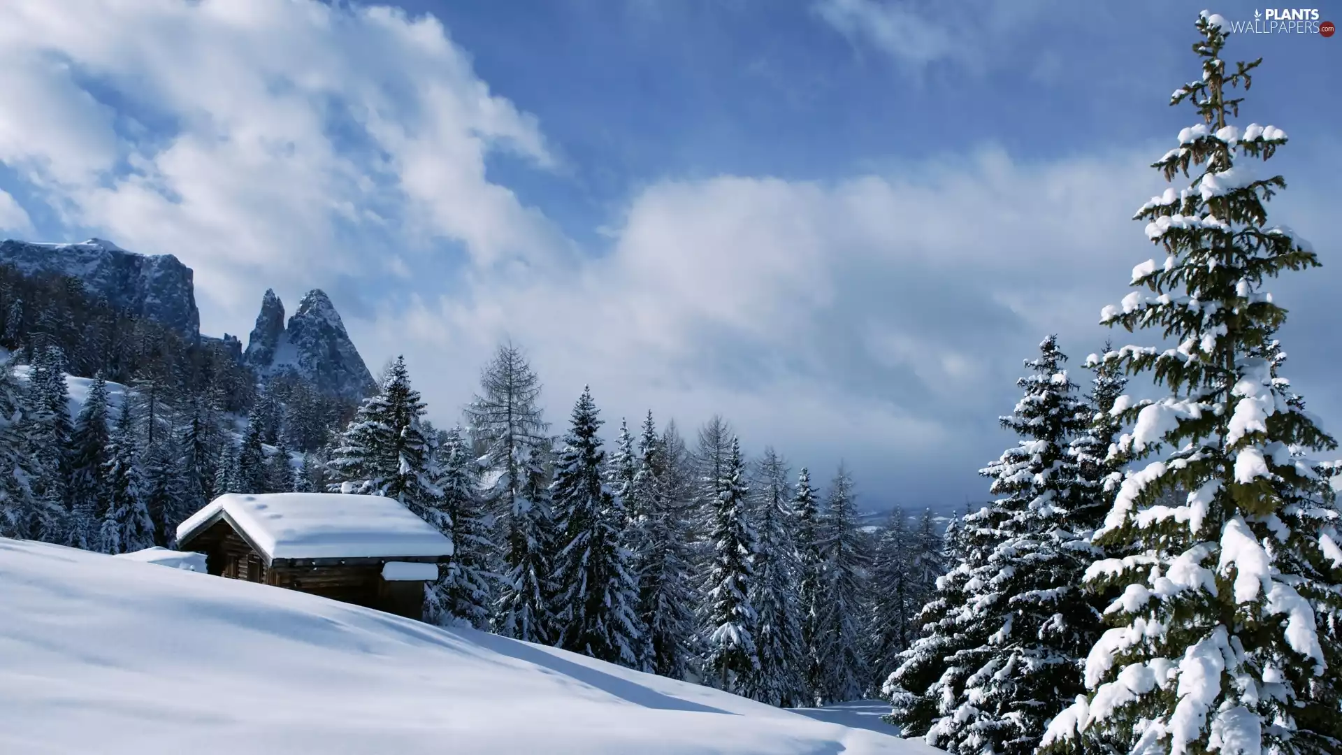 Spruces, Home, winter, woods, Dolomites, Val Gardena, Italy