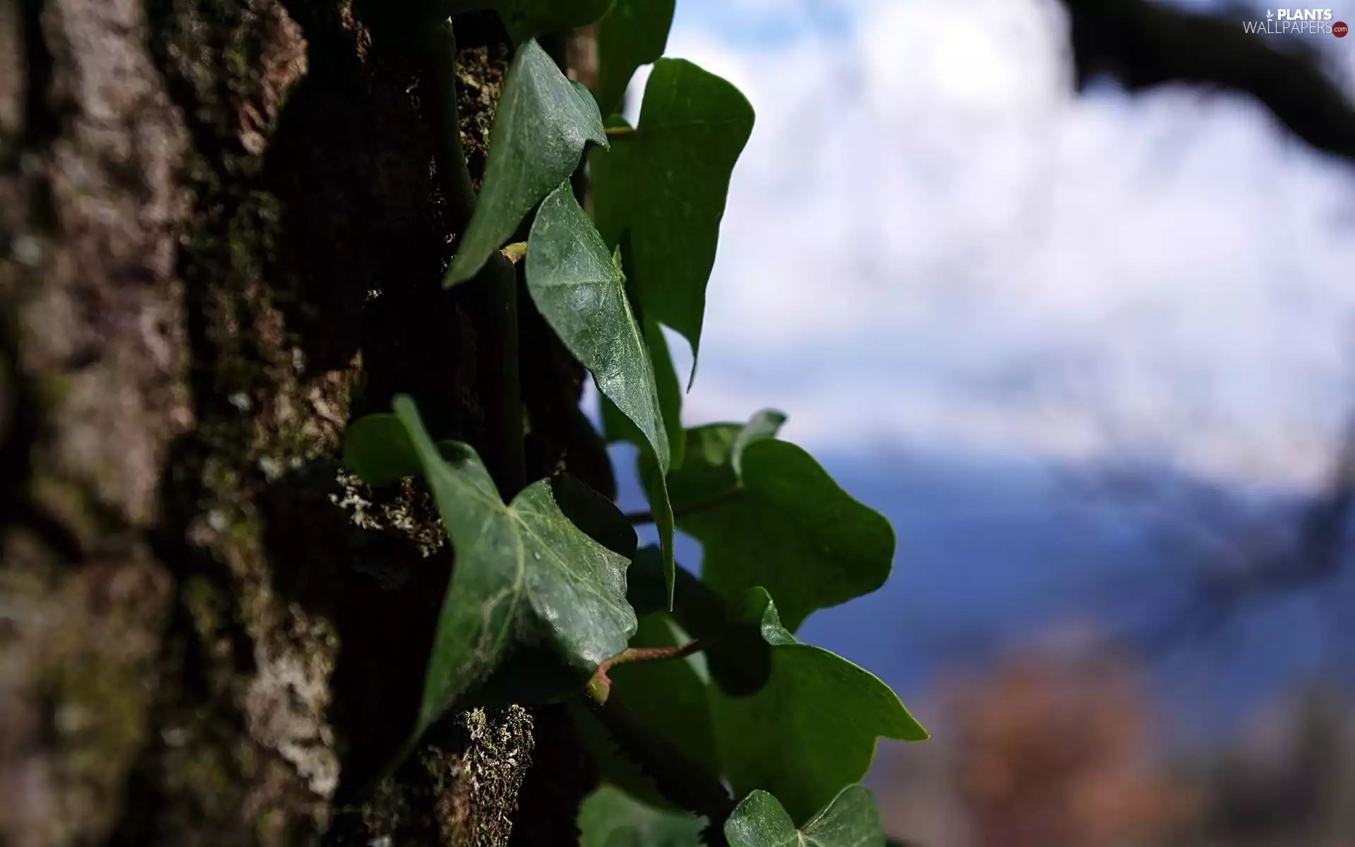 ivy, Sky, cork