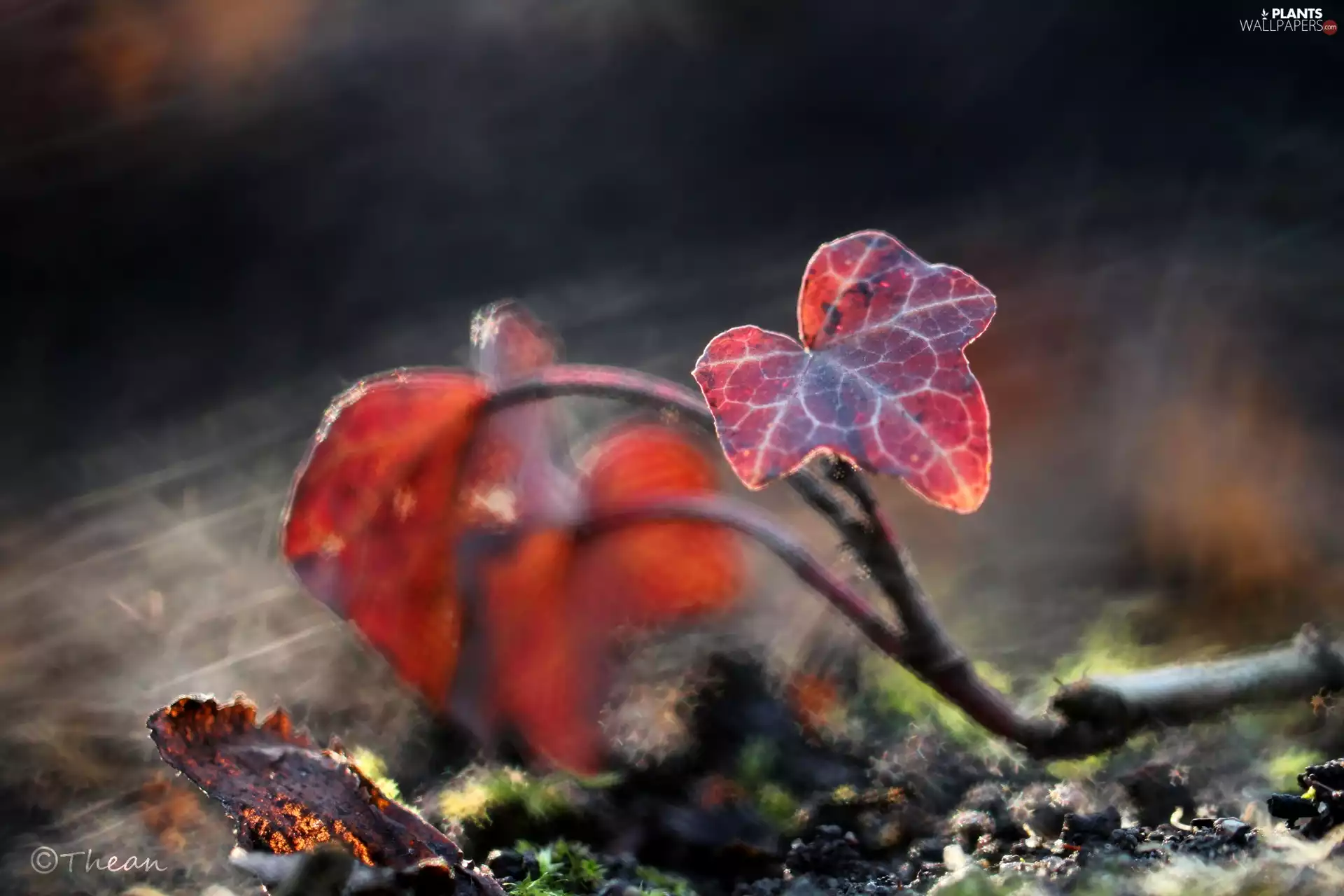 ivy, Red, Leaf