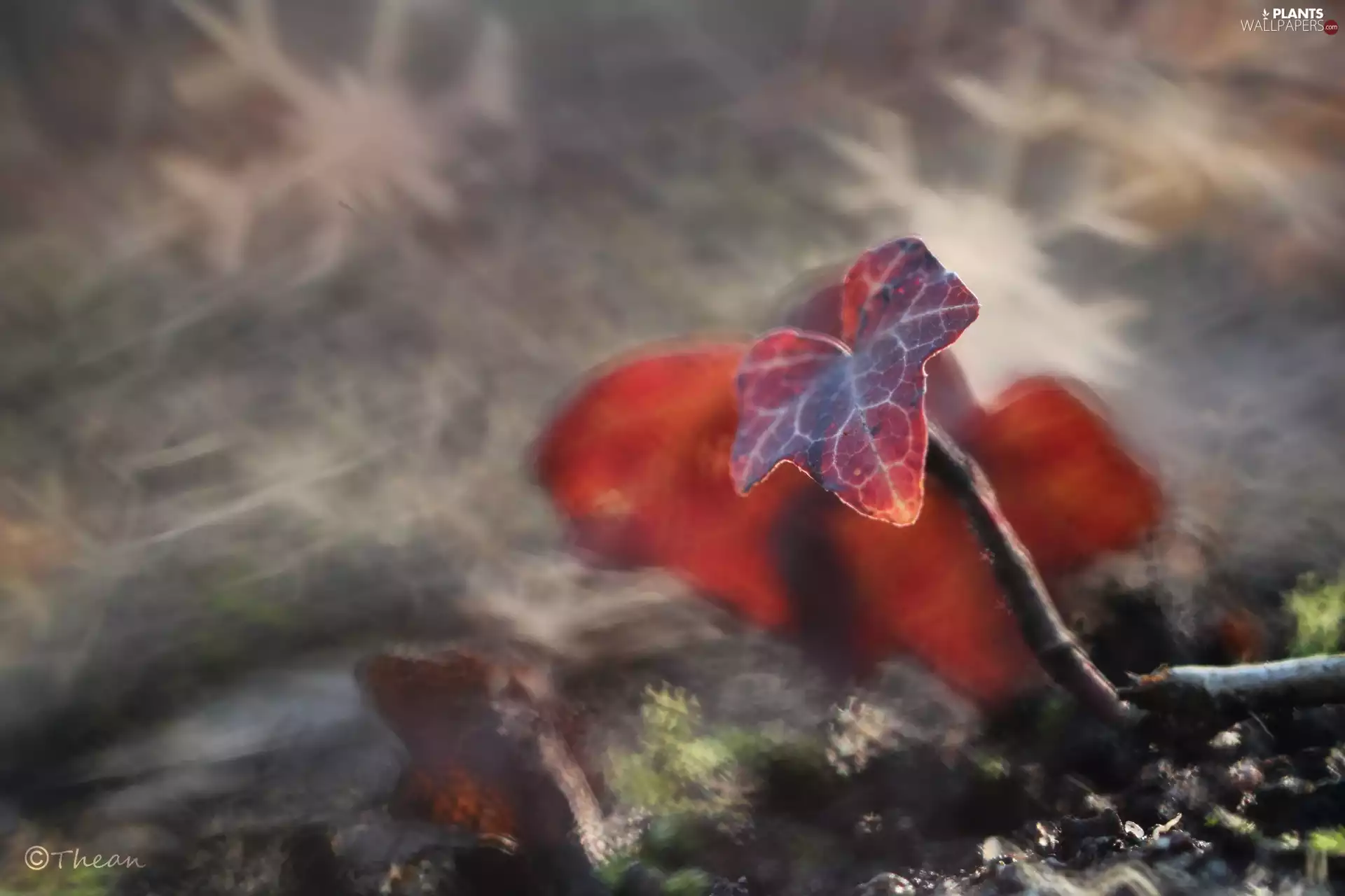 ivy, Red, Leaf
